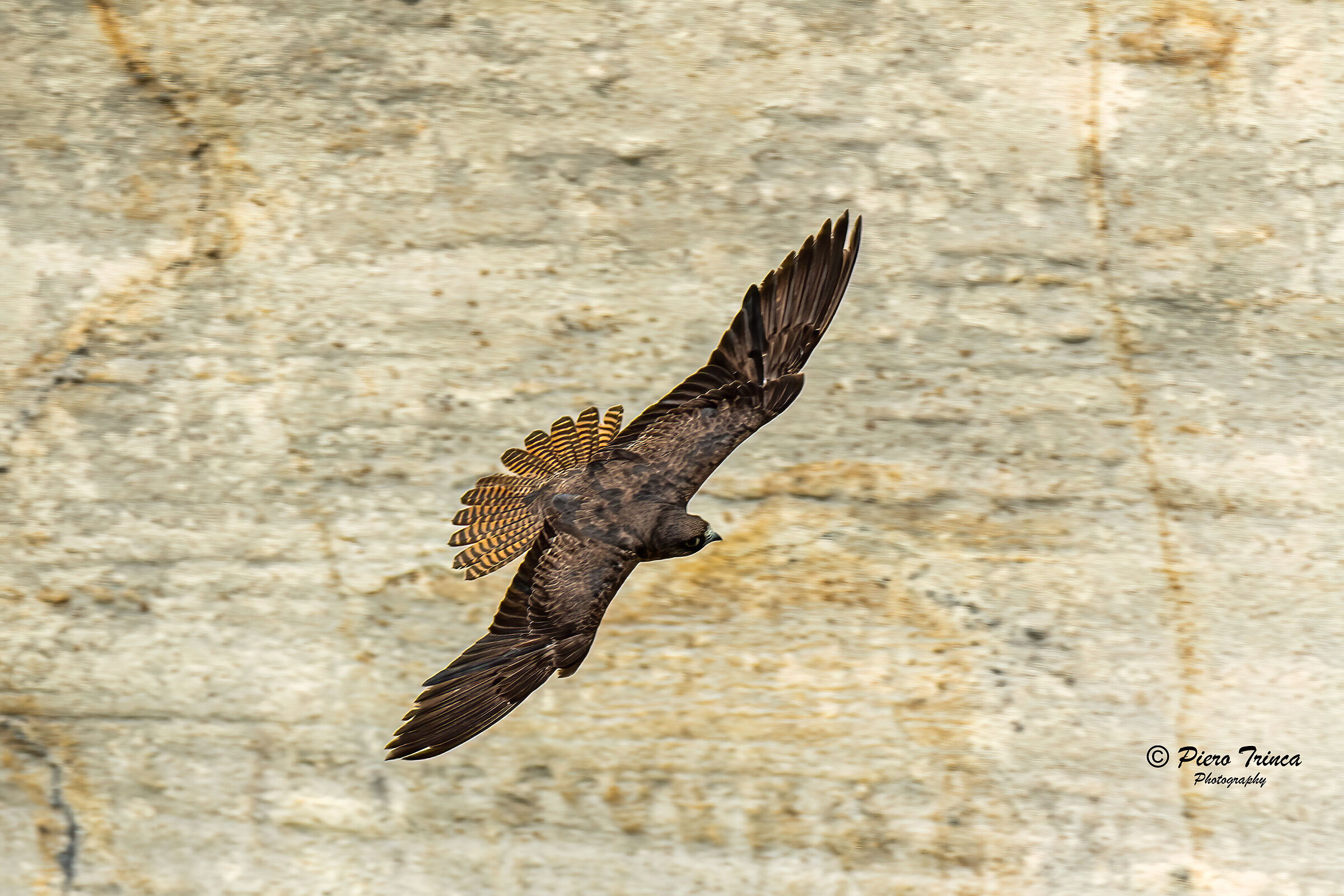 falco della regina Sardegna.