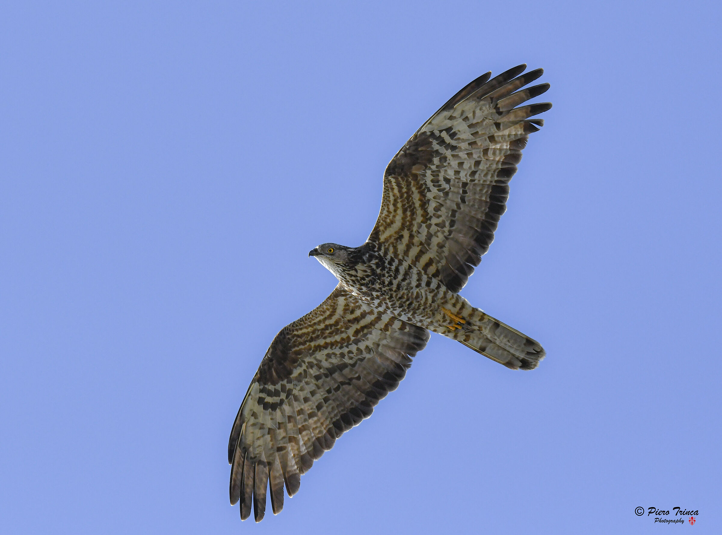 falco pecchiaiolo Ventotene.