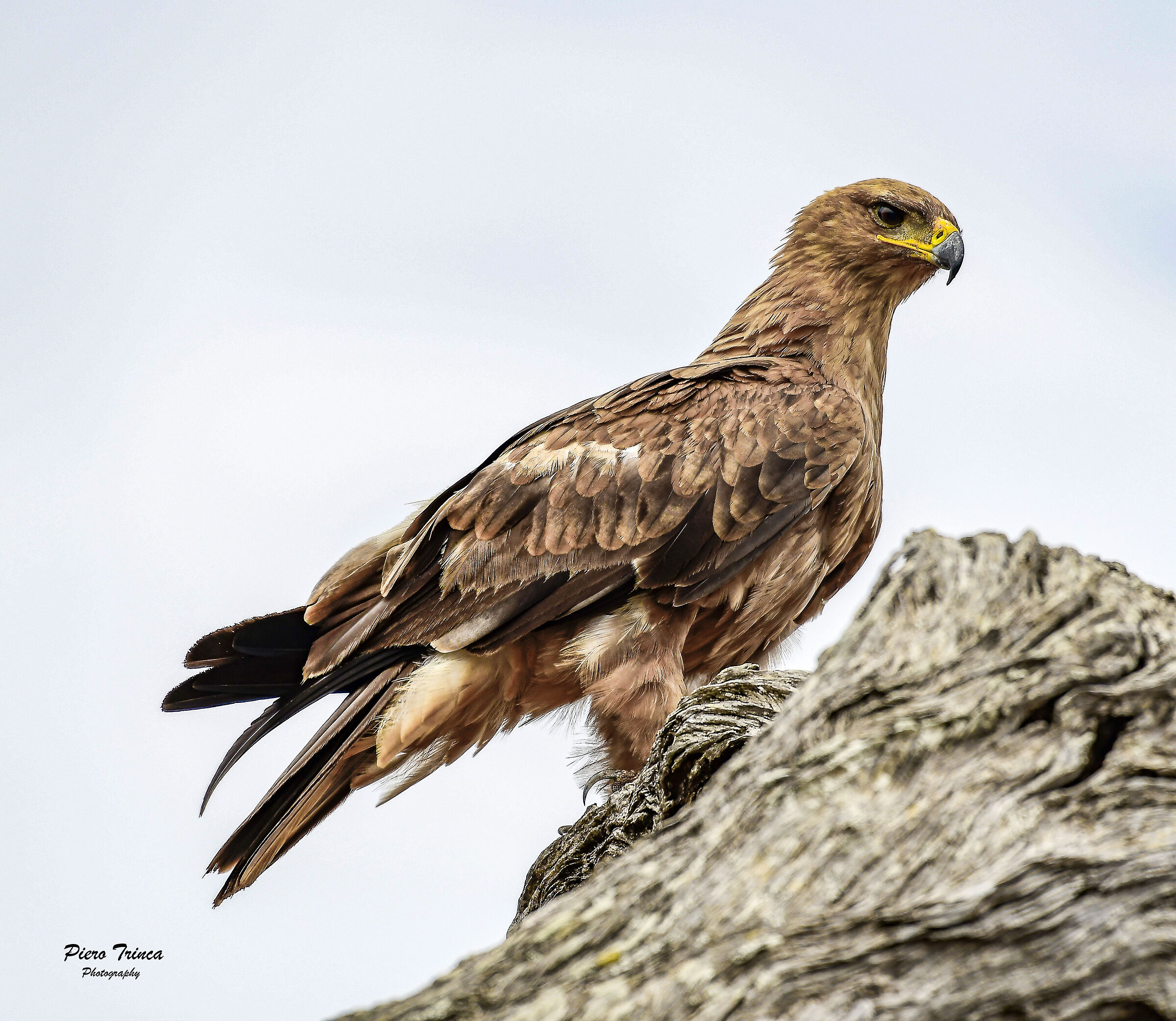 aquila Krugher Sud Africa.