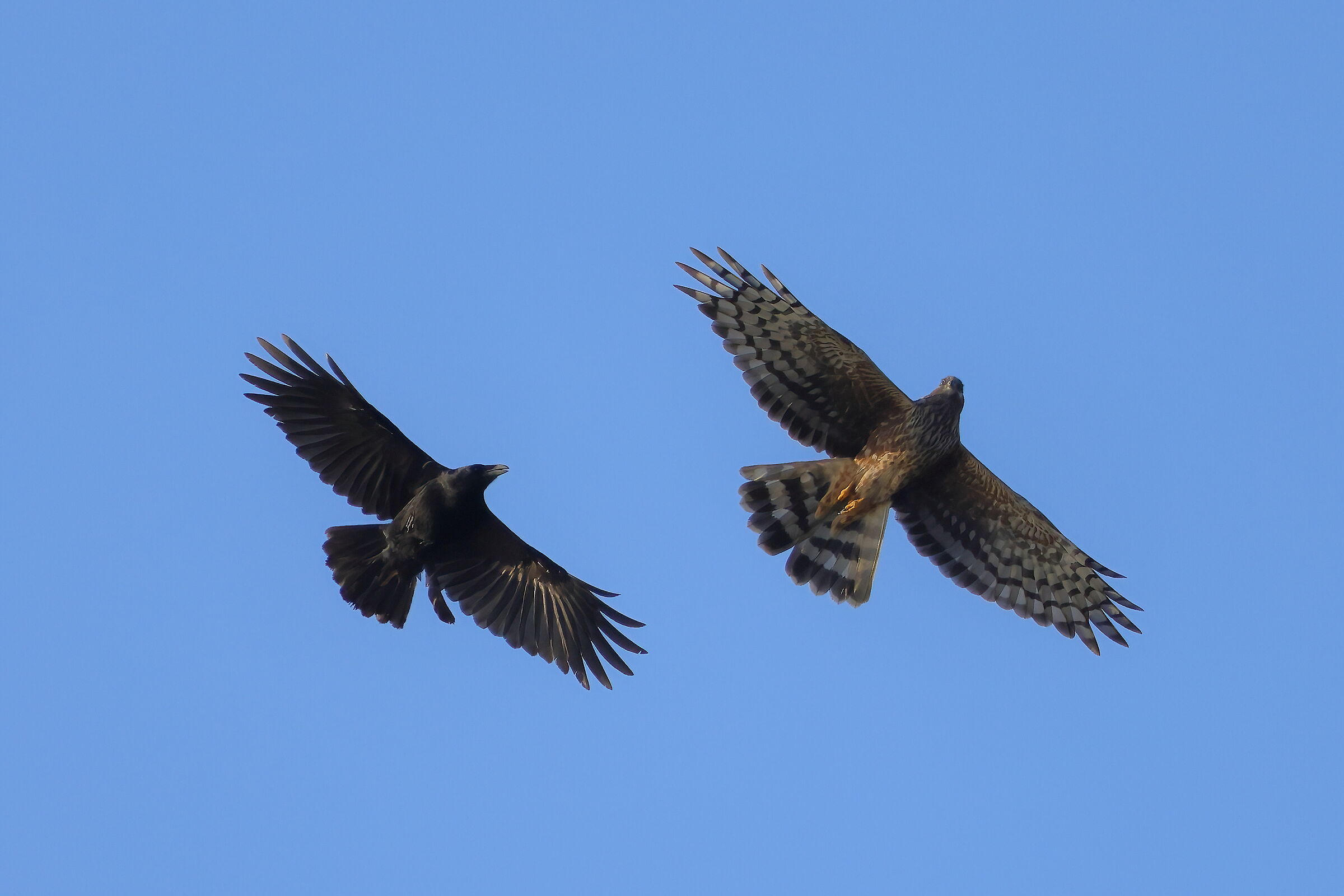 Mobbing su Albanella reale
