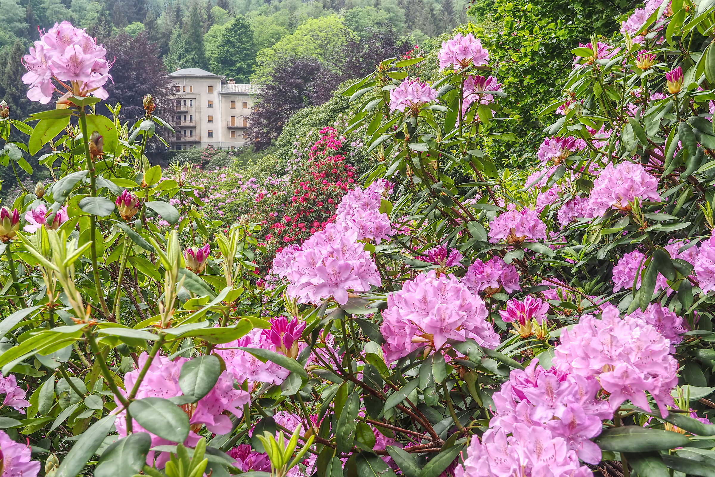 Conca dei rododendri