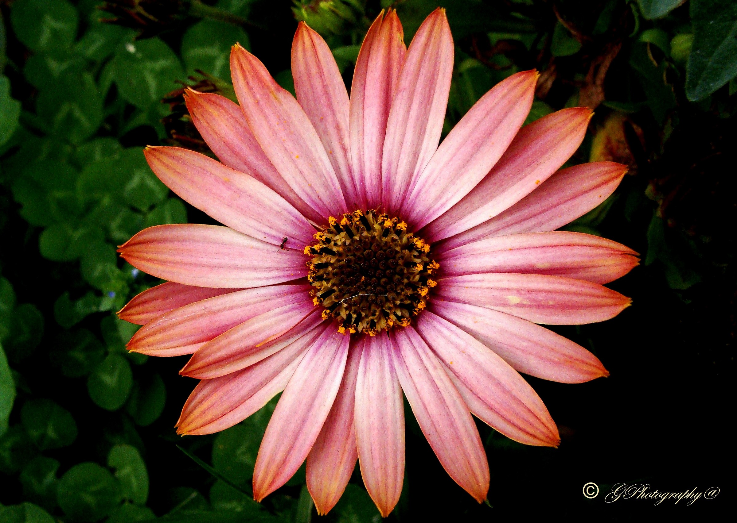 Zeta in the country enchanted