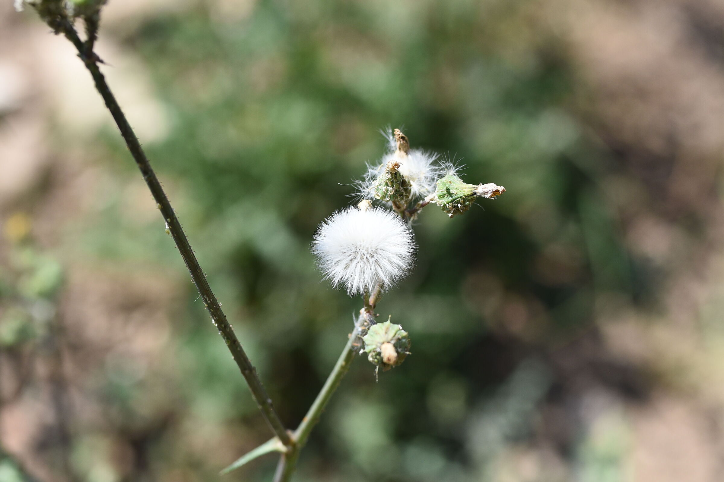 Sigma 85, 1.4 Art- 1/ 4.0 0 0, F. 3.3, ISO 500