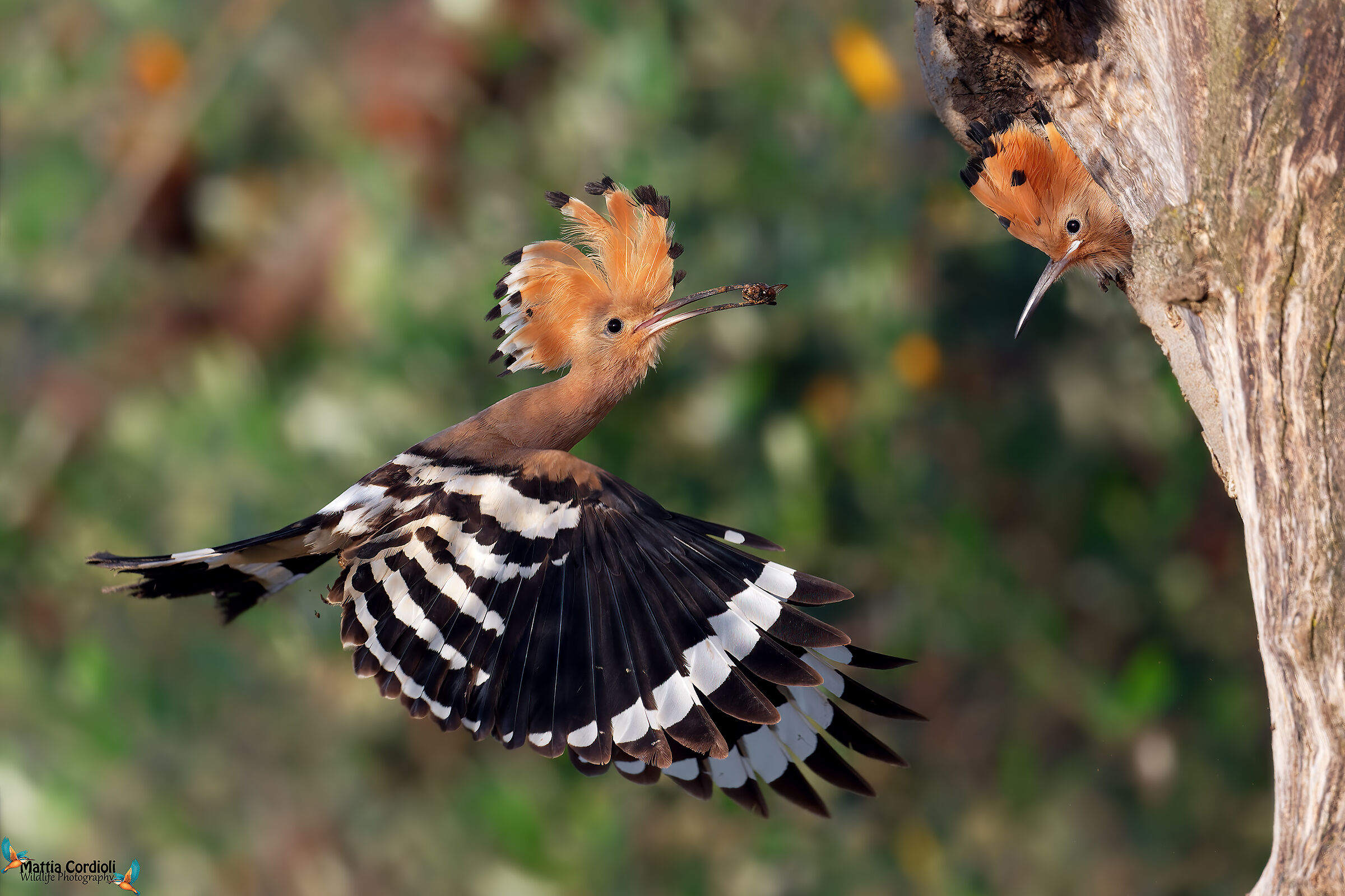 Hoopoe with offspring