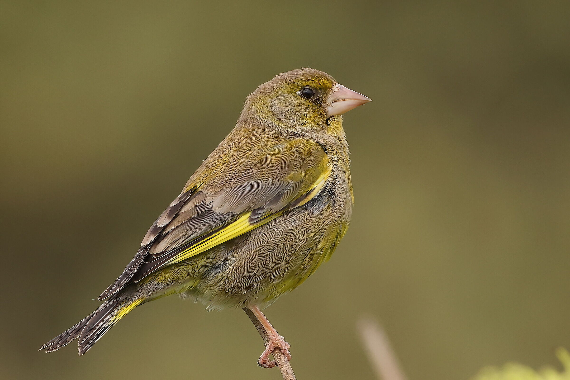 Greenfinch