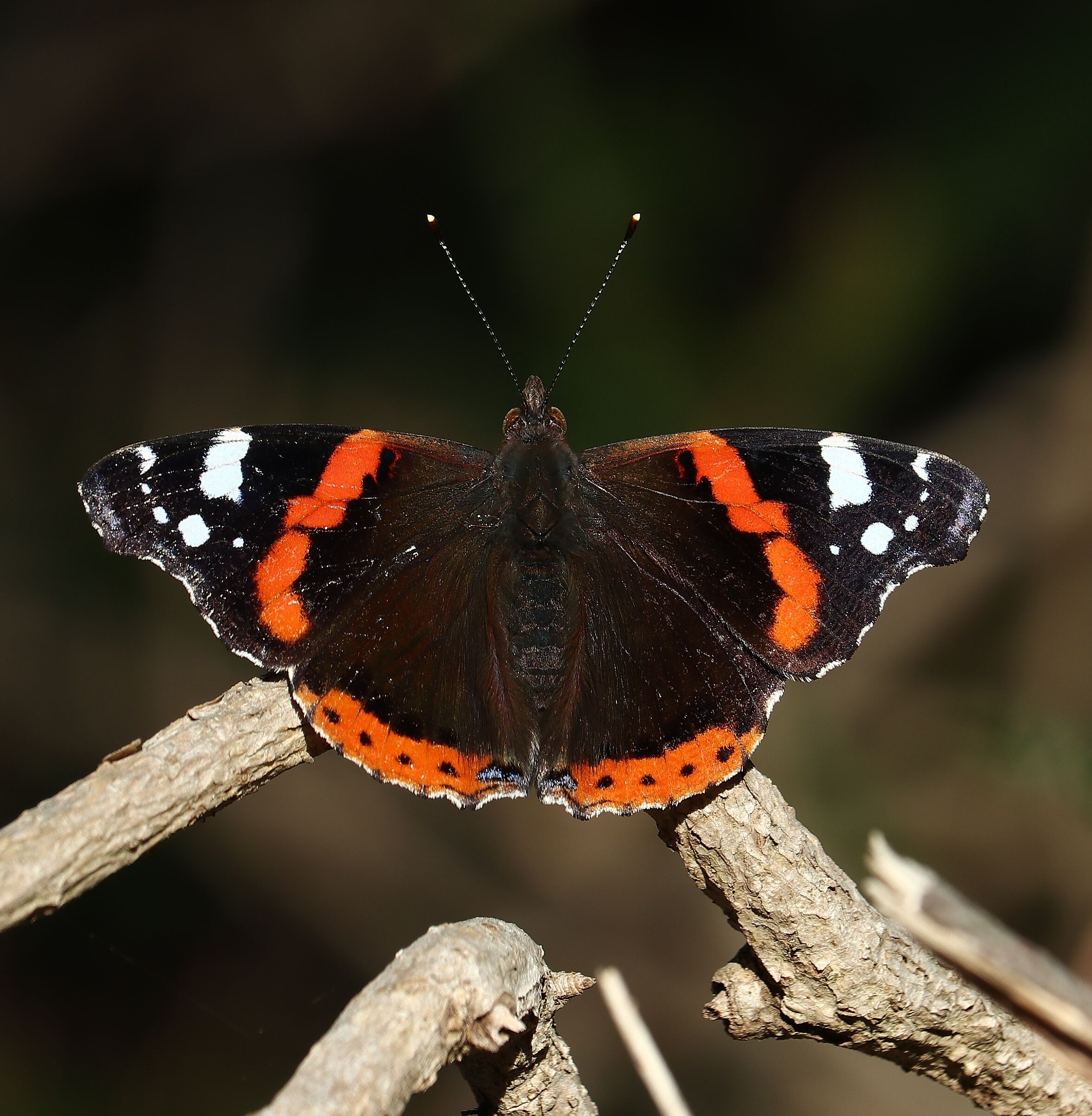 Vanessa atalanta