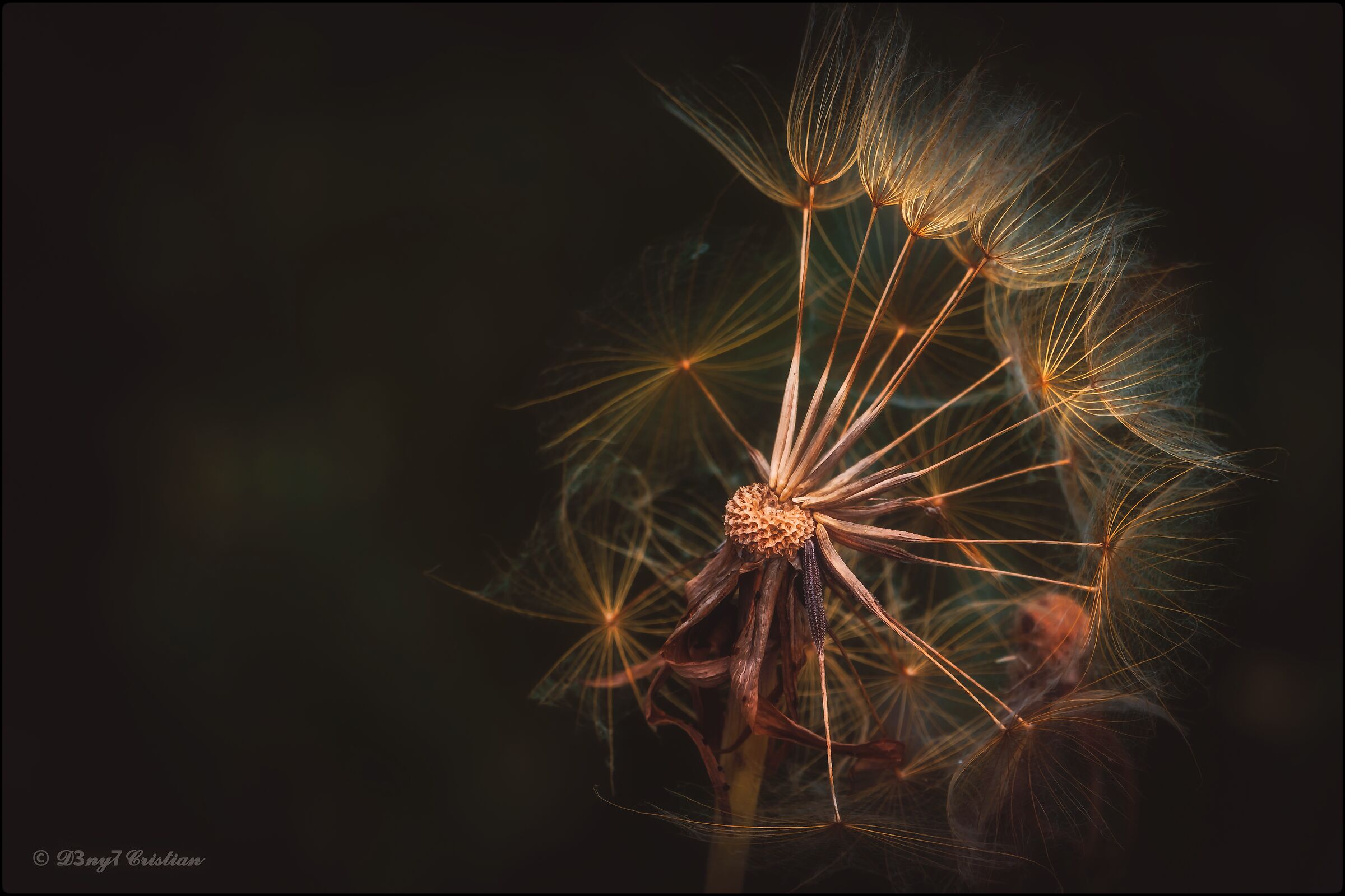 Dandelion