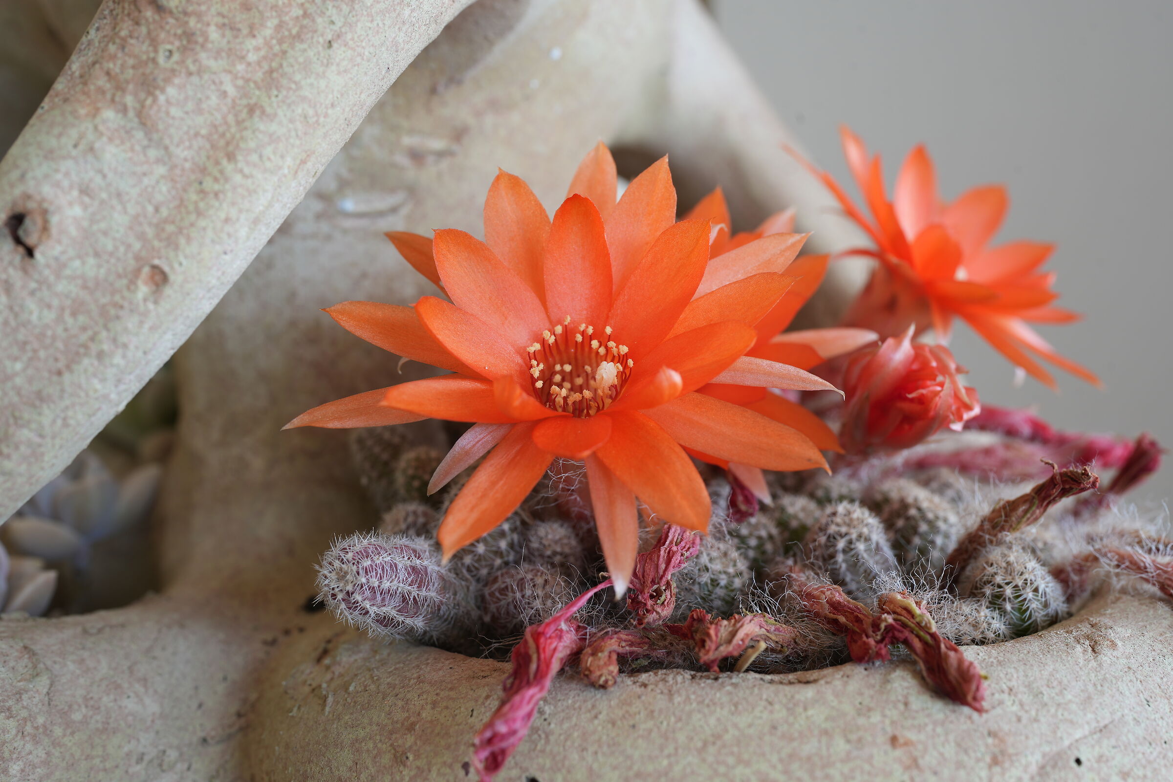 Flowering fat seedling