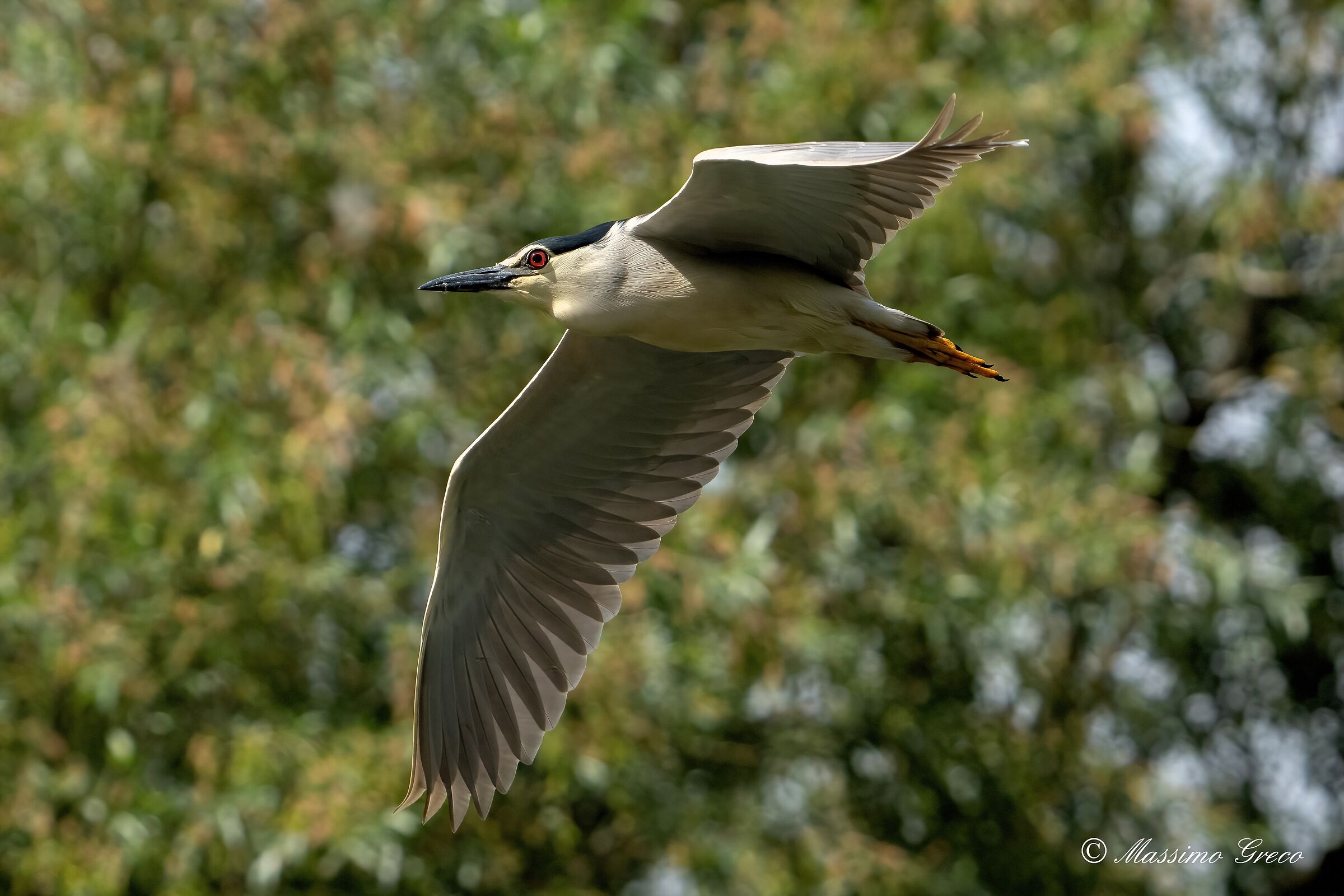 Nitticora (Nycticorax nycticorax )