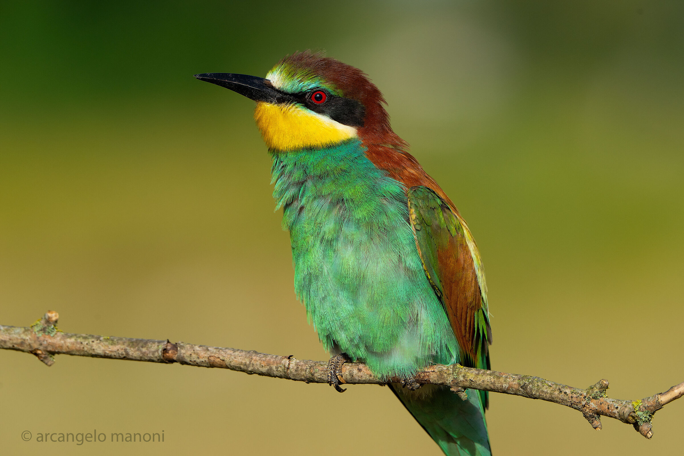 A cute bee-eater