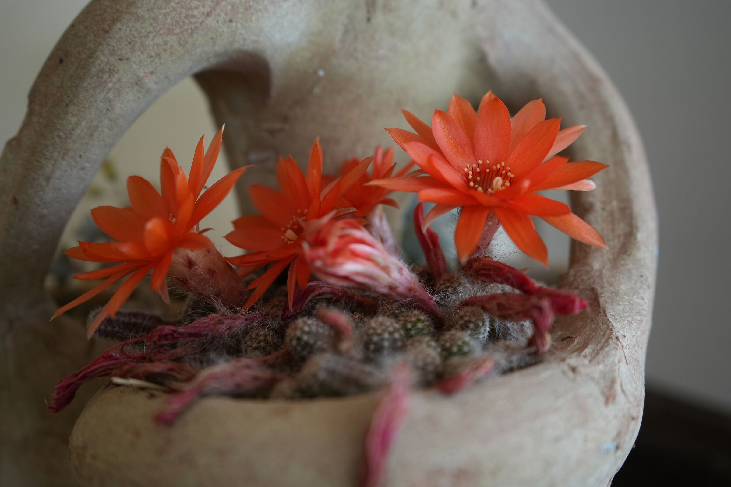 Fat seedling in bloom (at 35mm about 28-70 kit)