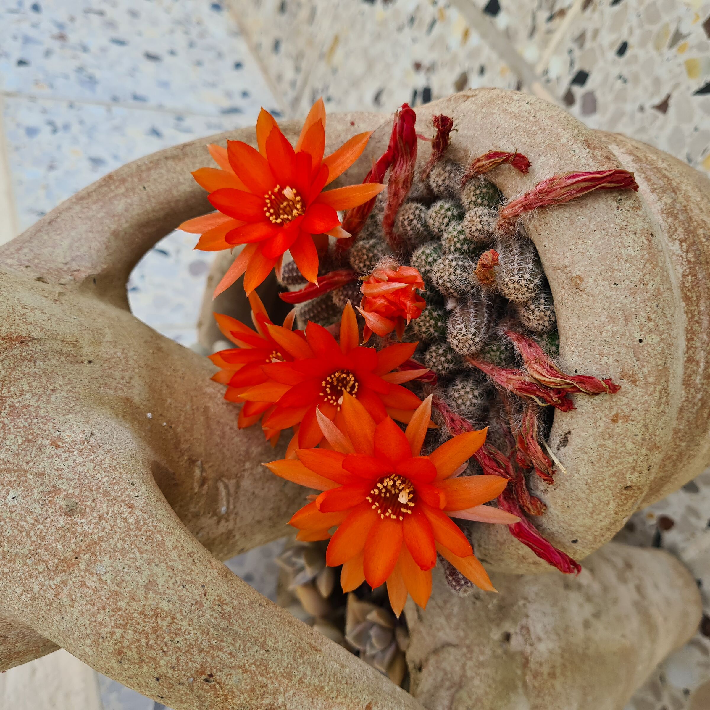 Fat seedling in giore s20plus?