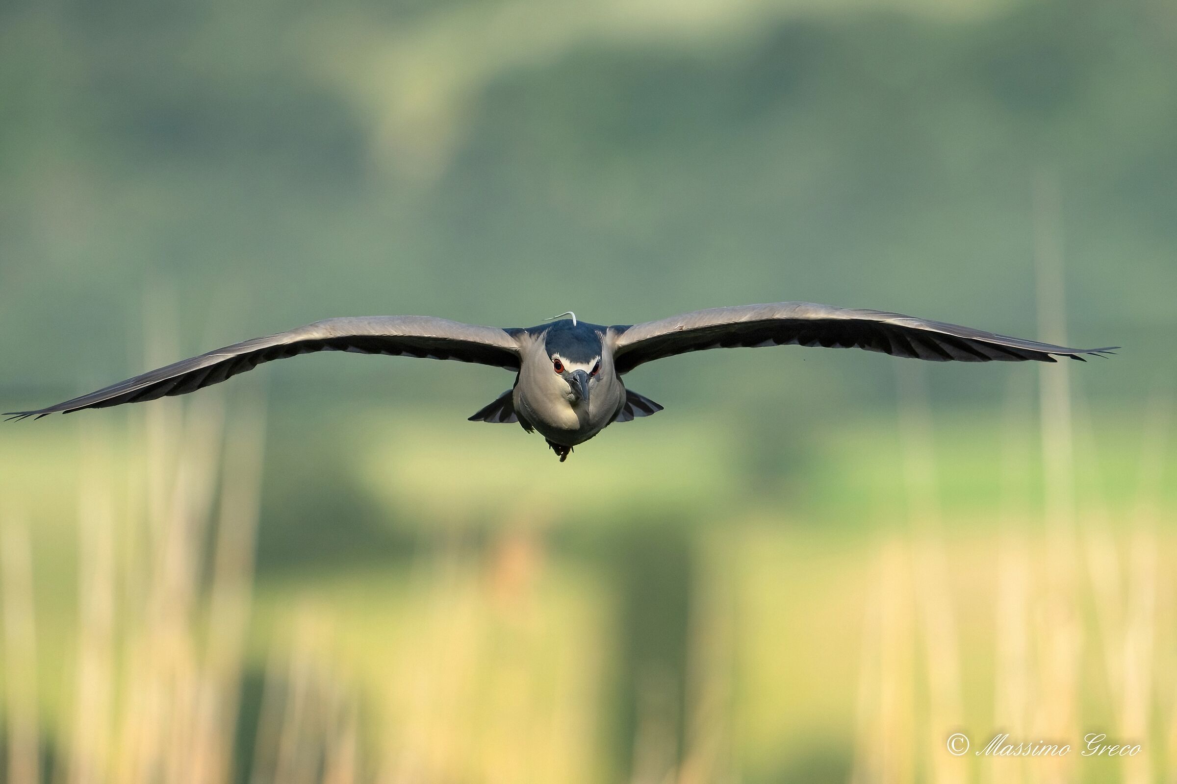 Nitticora (Nycticorax nycticorax )