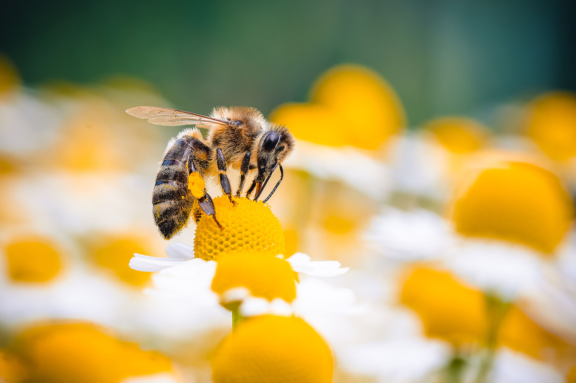 Ape mellifera europea (Apis mellifera)