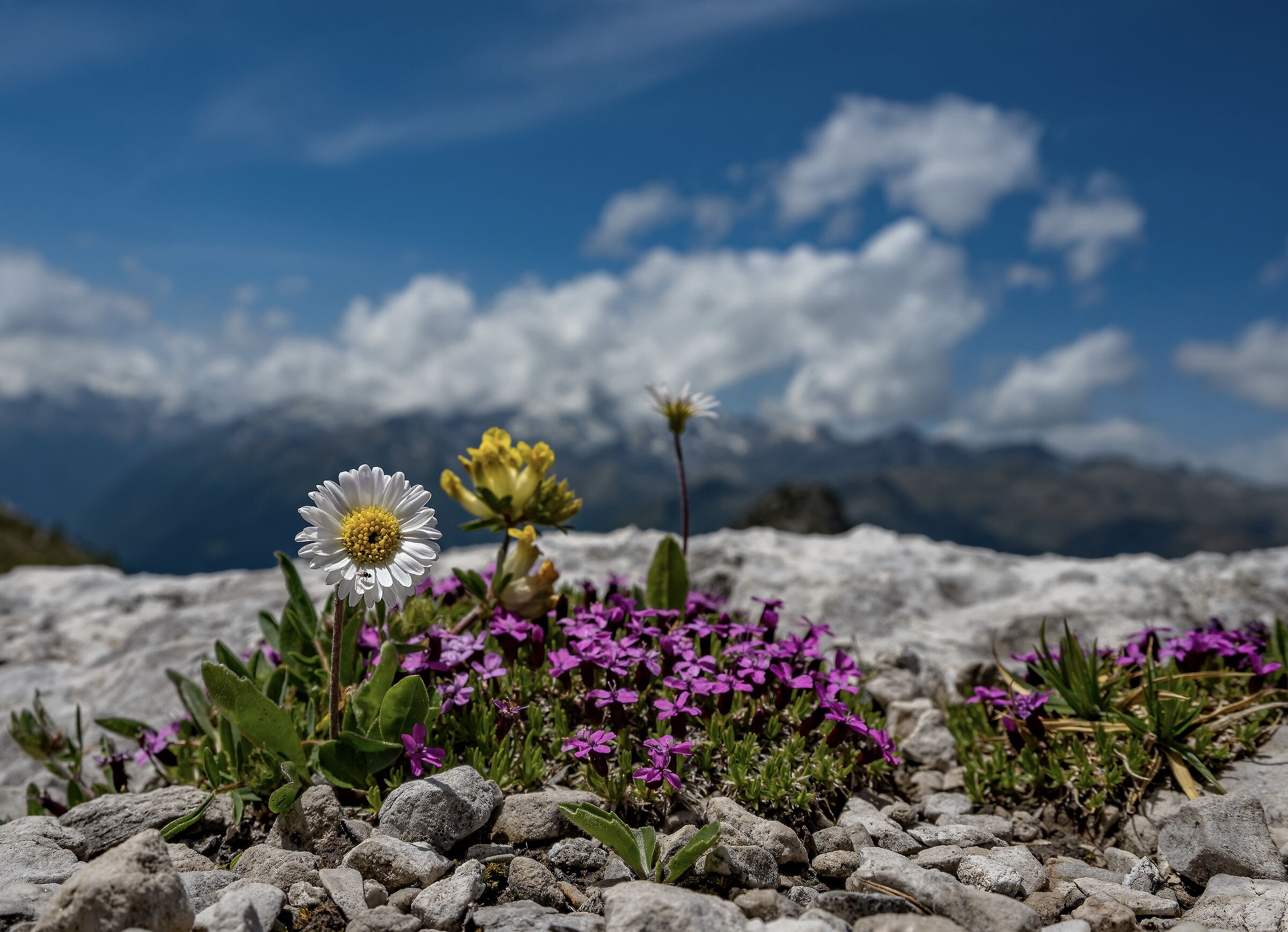 Flora on the Brenta