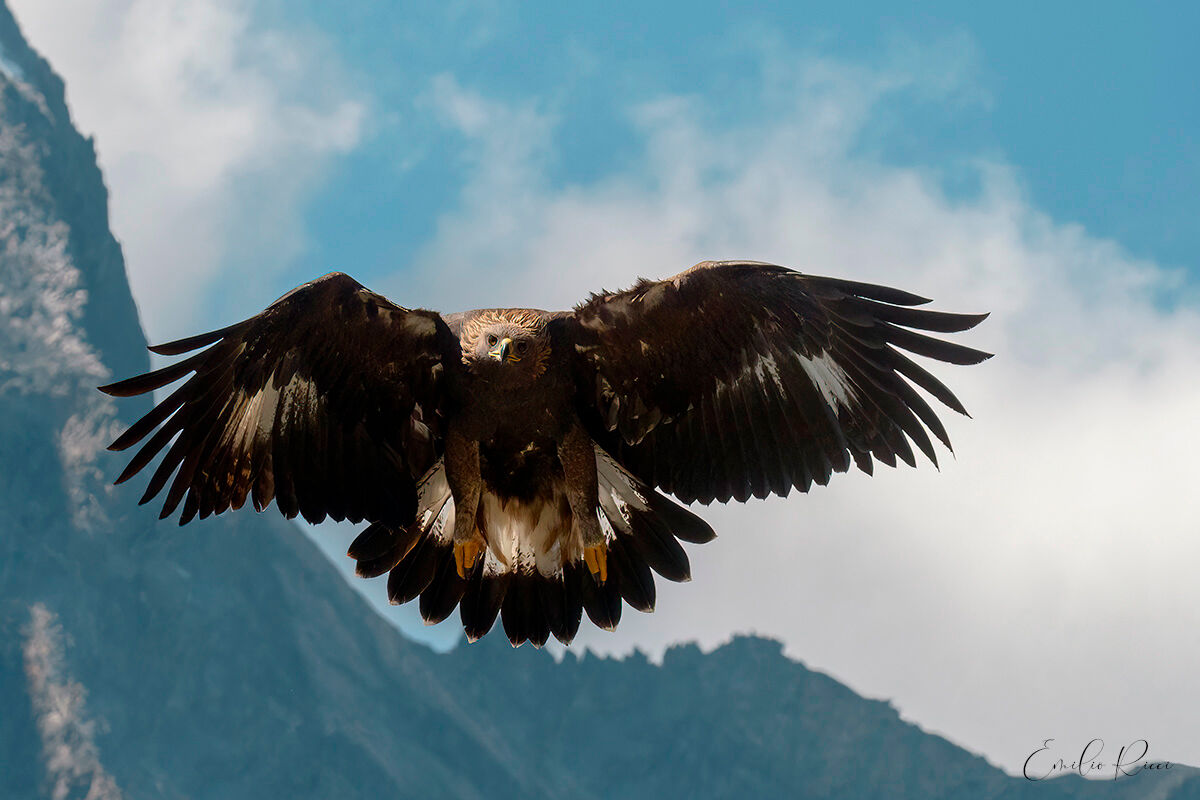aquila reale -Alpi Italiane-