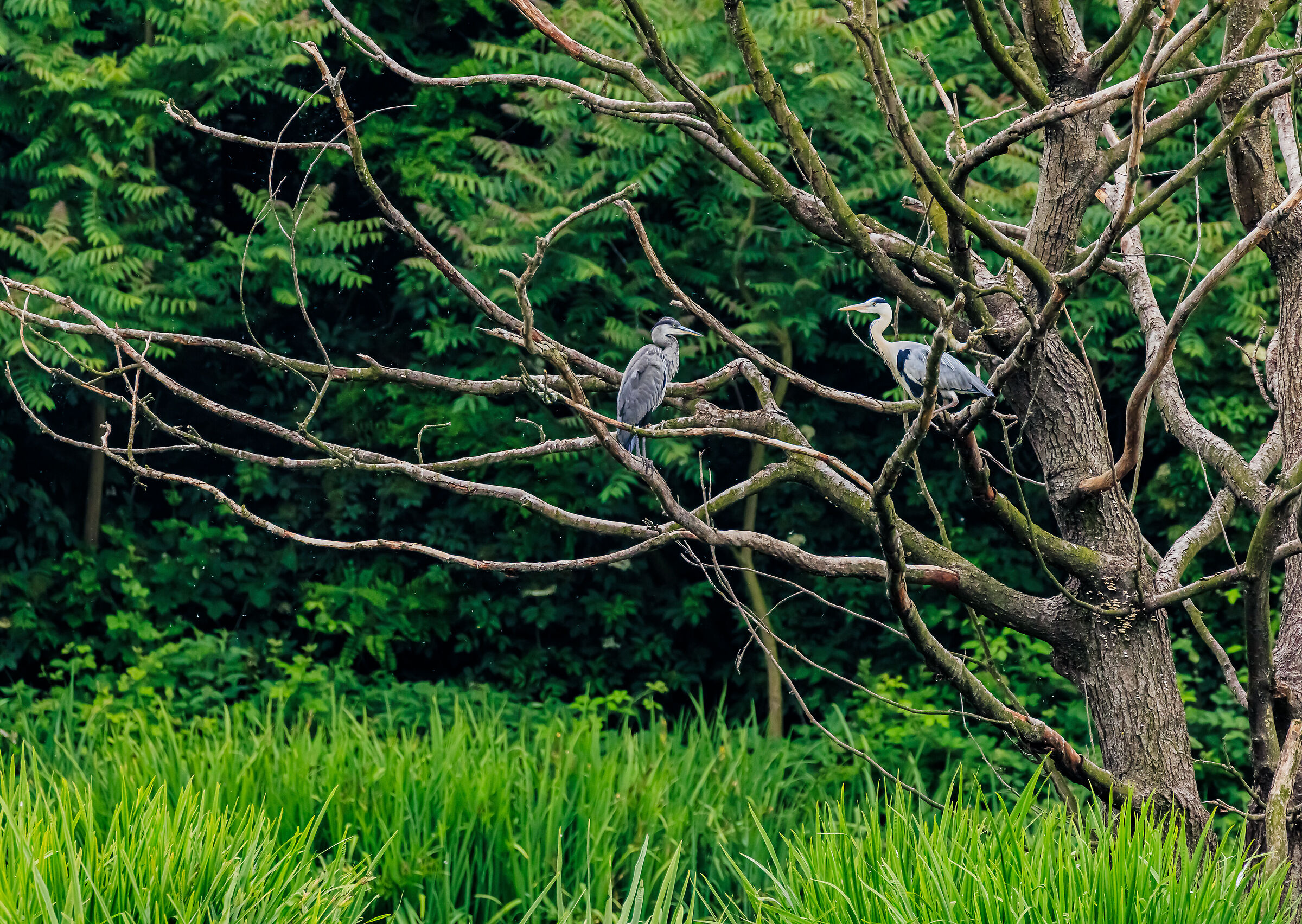 It's time for puppies