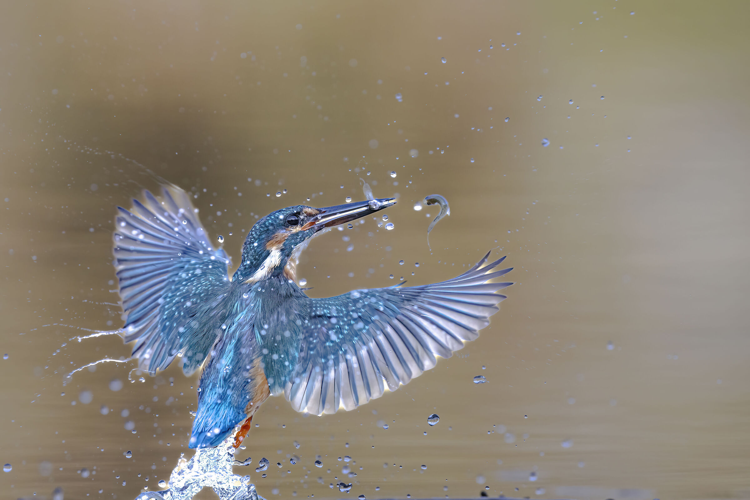 Martin pescatore con preda