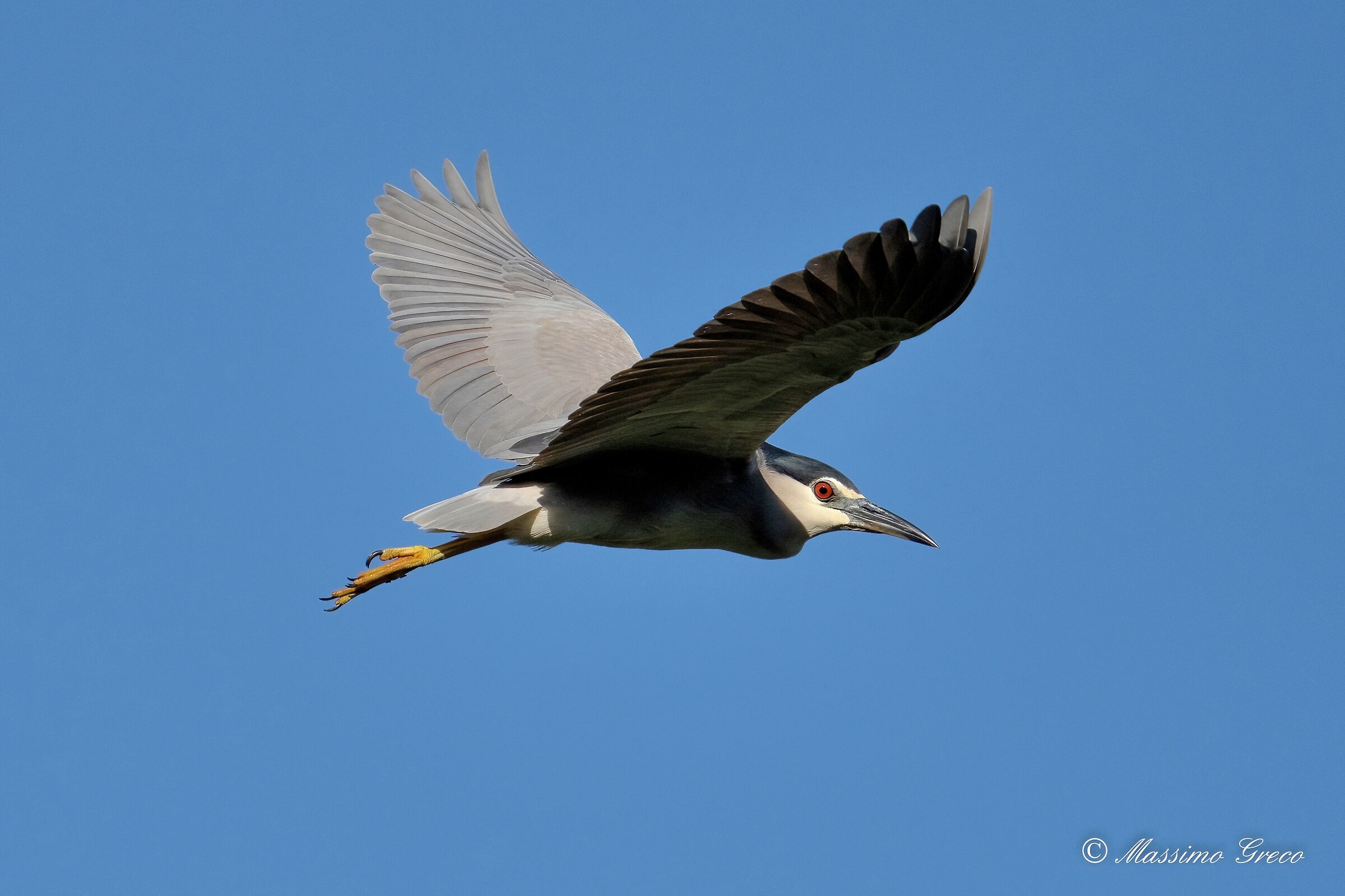 Nitticora (Nycticorax nycticorax )