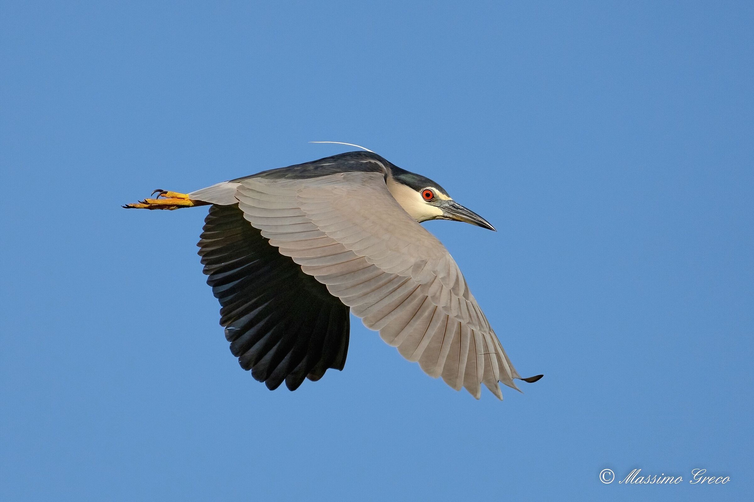 Nitticora (Nycticorax nycticorax )