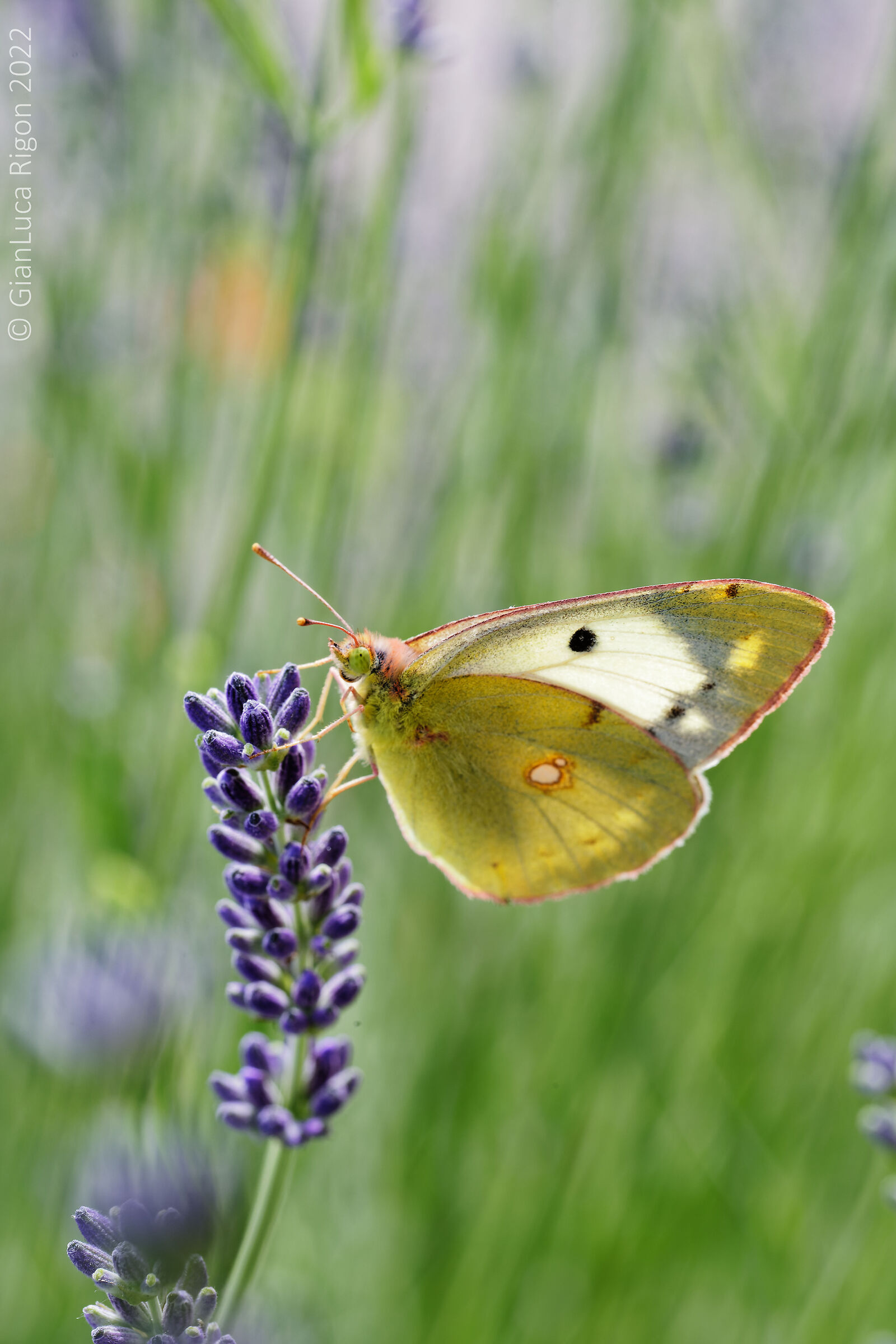 Farfalla sulla lavanda