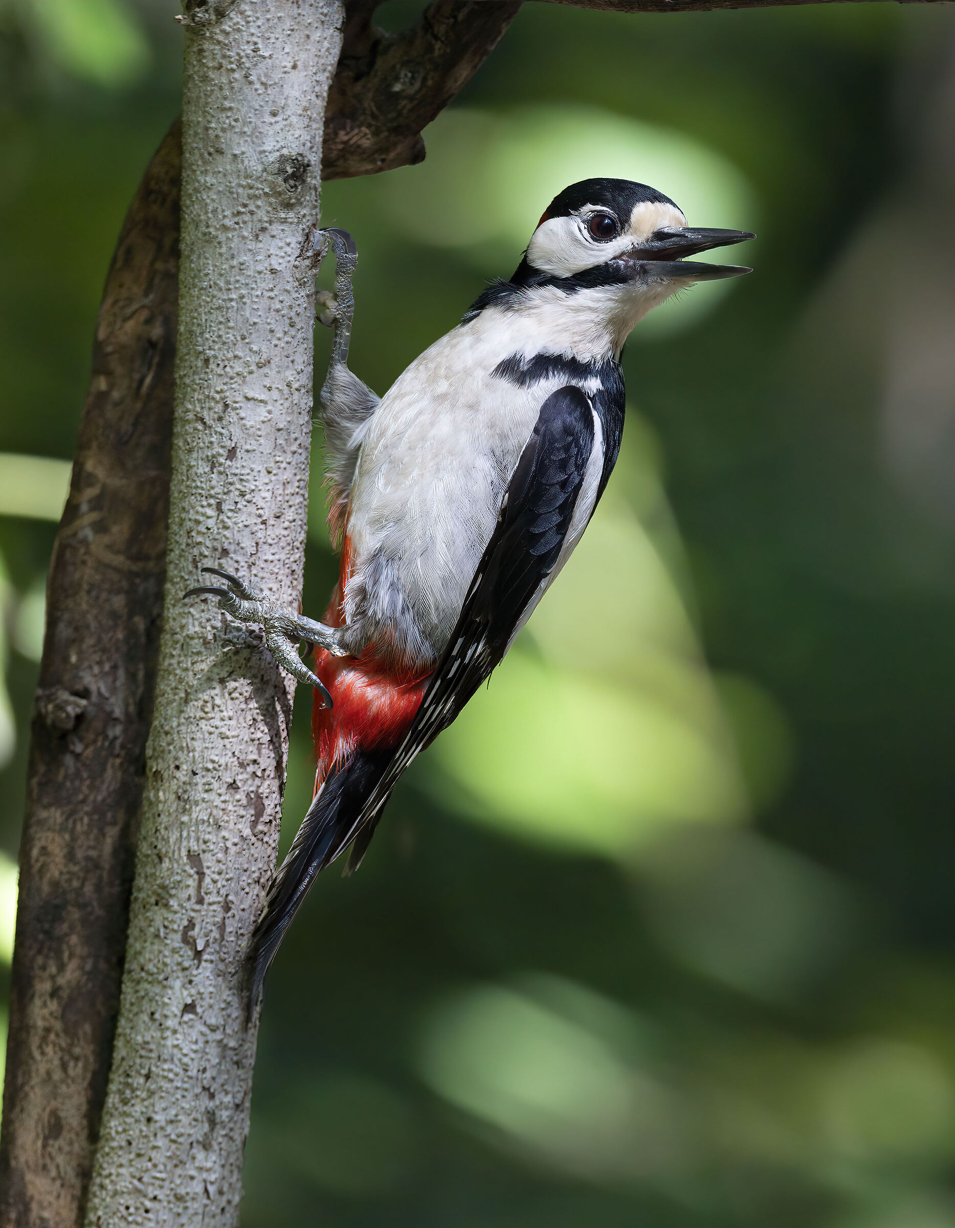 Picchio rosso maggiore