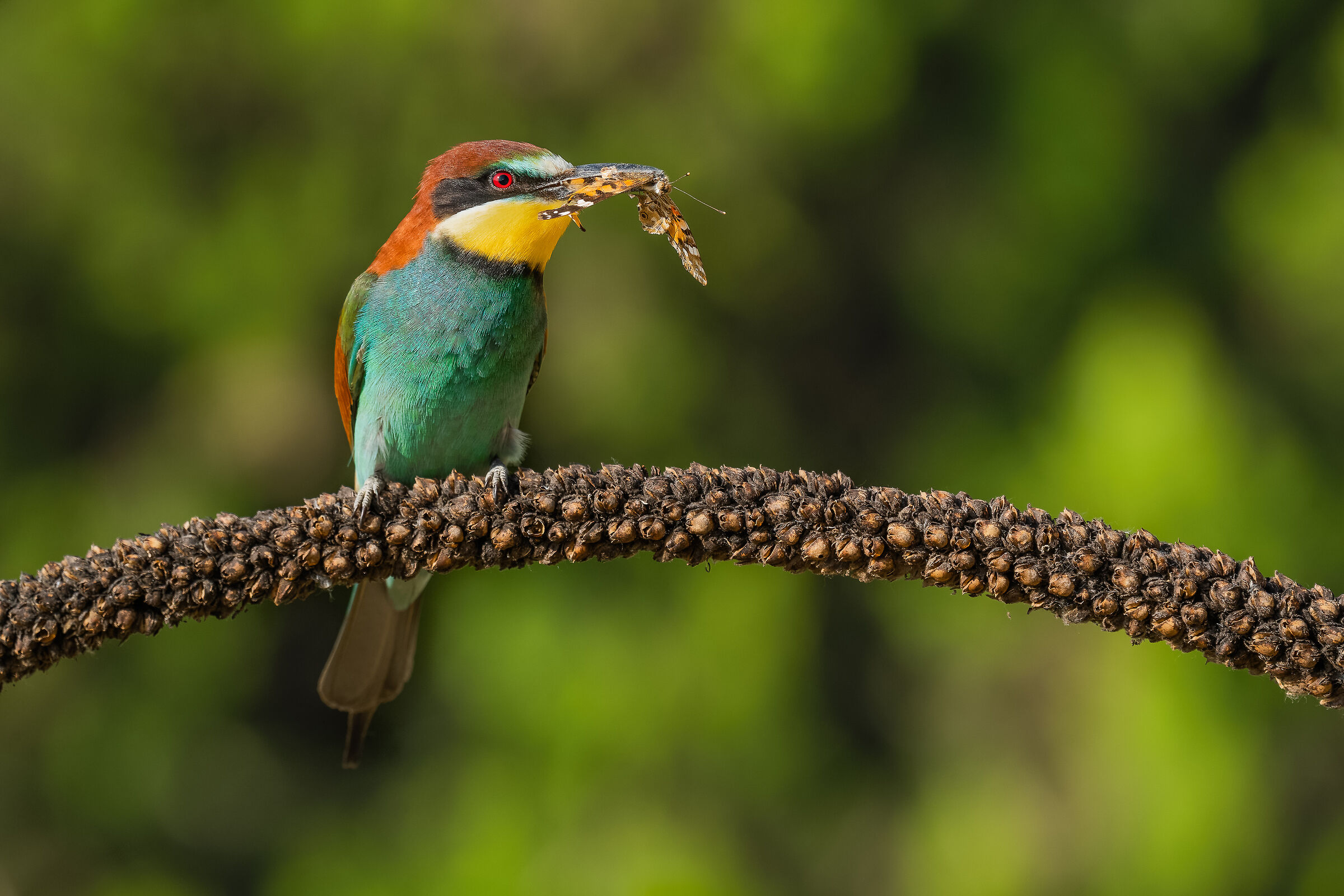 the arrival of the bee-eater