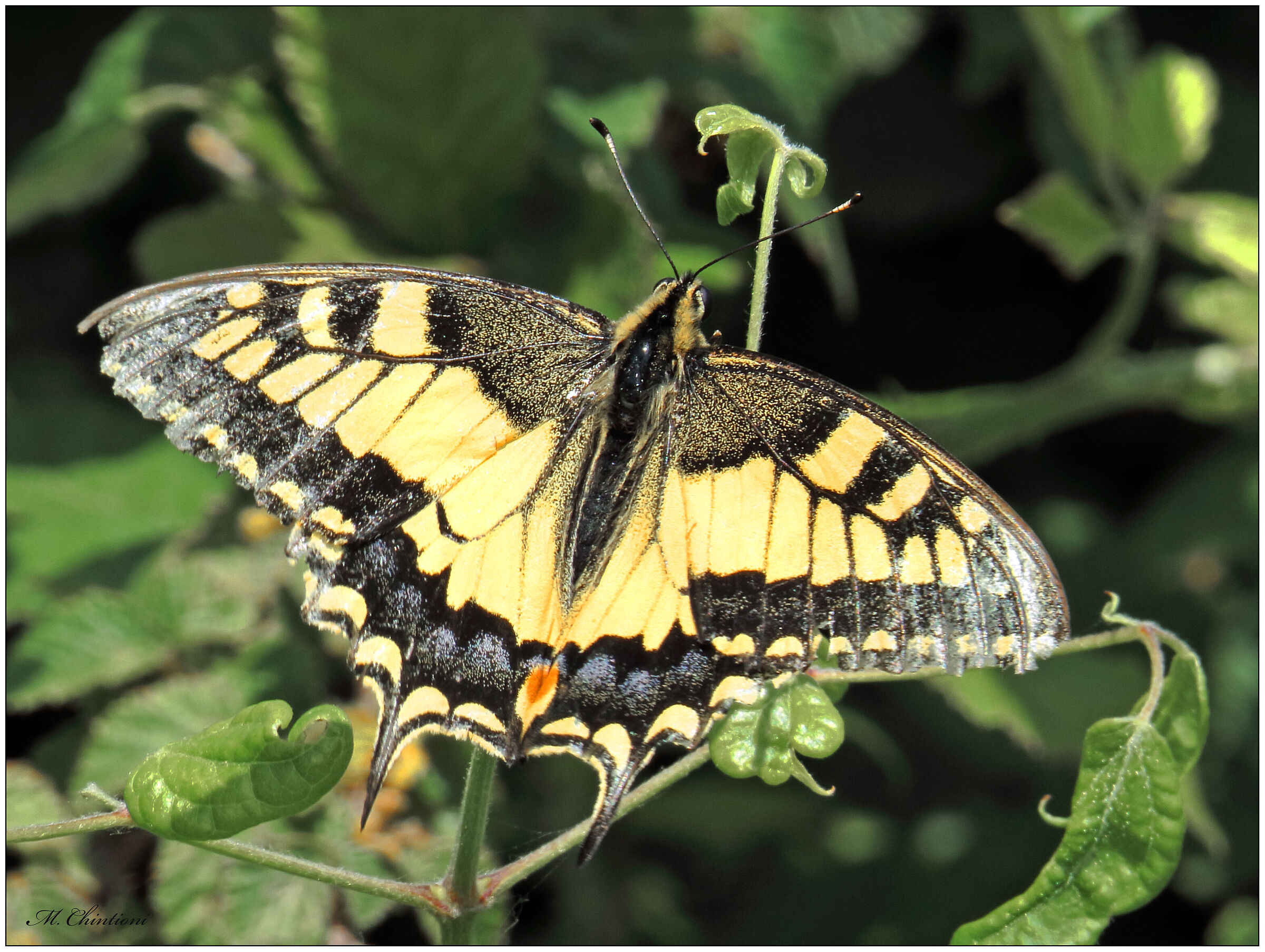 Macaone ( ... il Cugino)