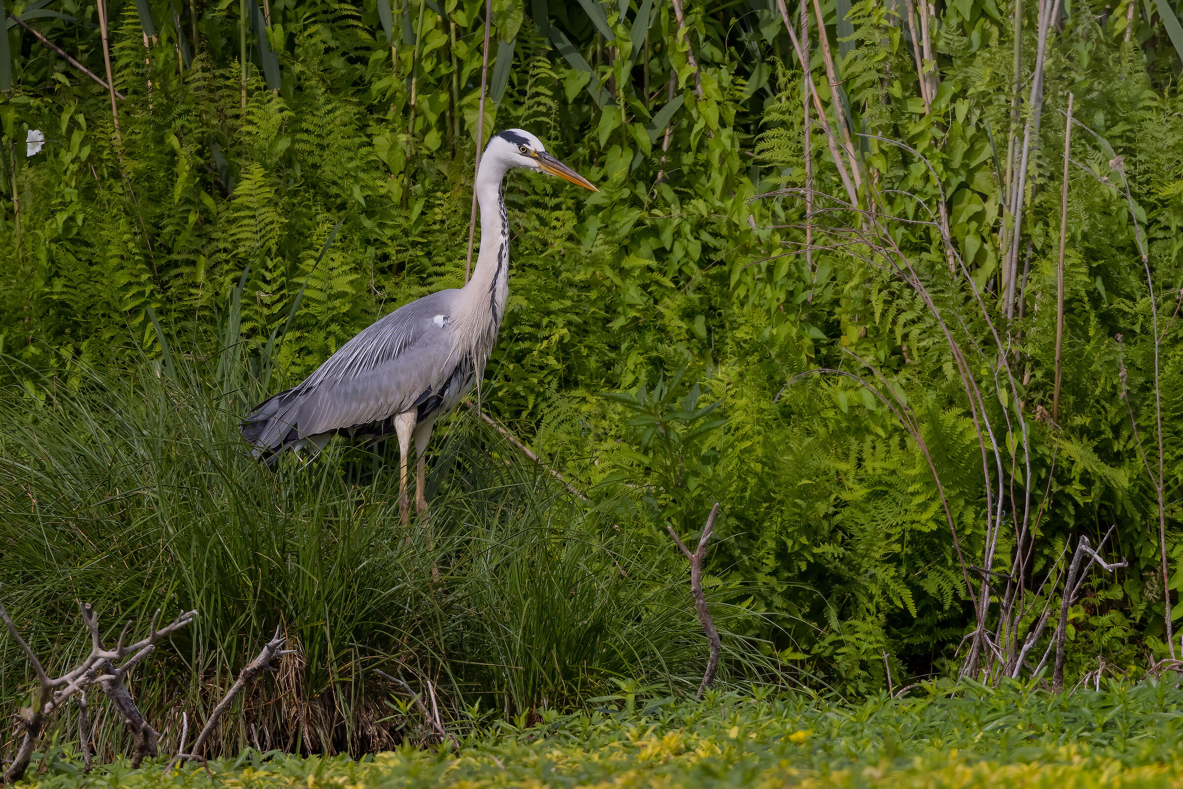 Incontri nel Parco del Mincio (mn)