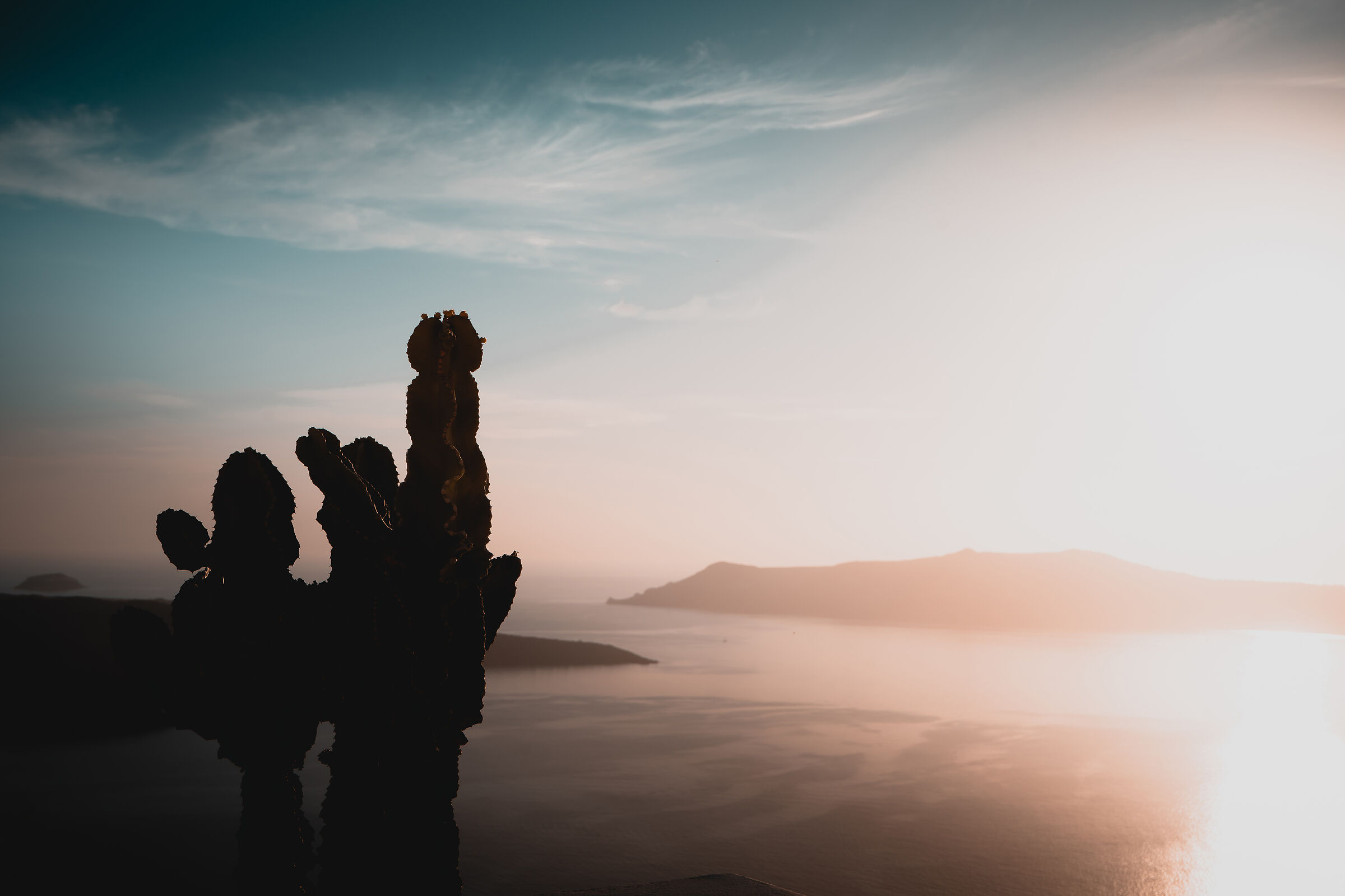 Cactus al tramonto in Santorini