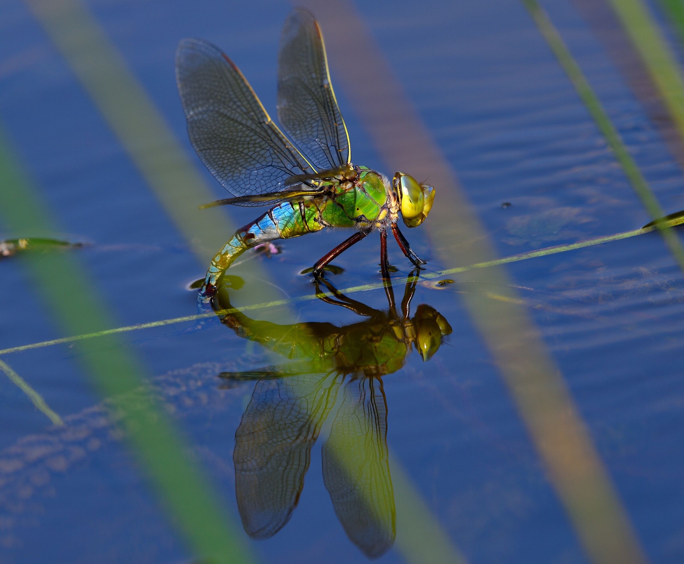 specchio delle mie brame...