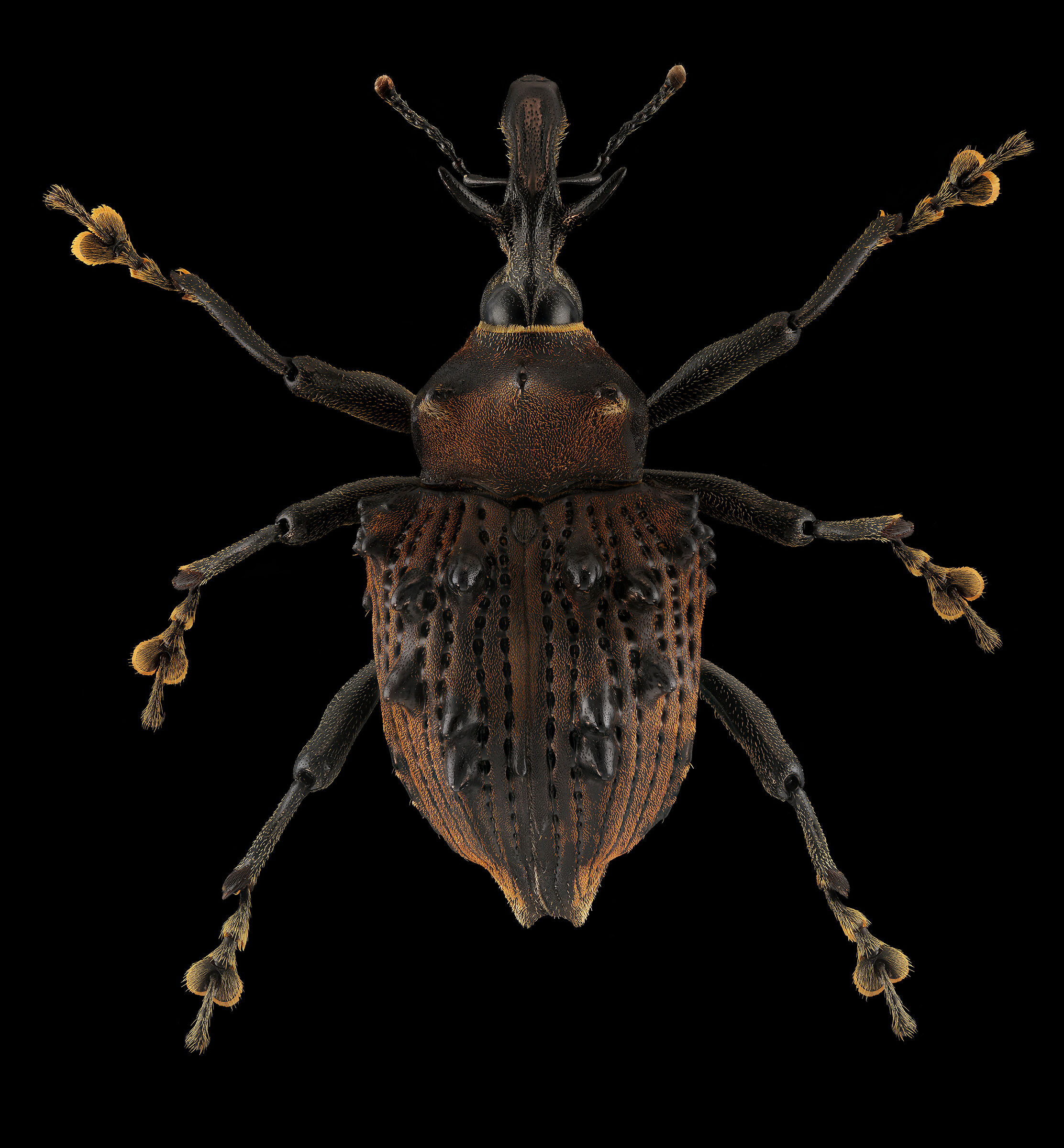 Crasotomus sp. z o.o.