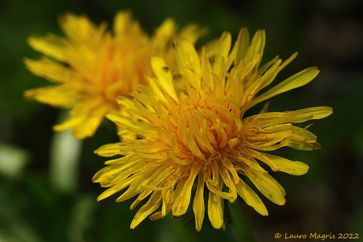 Tarassaco (Taraxacum officinale)