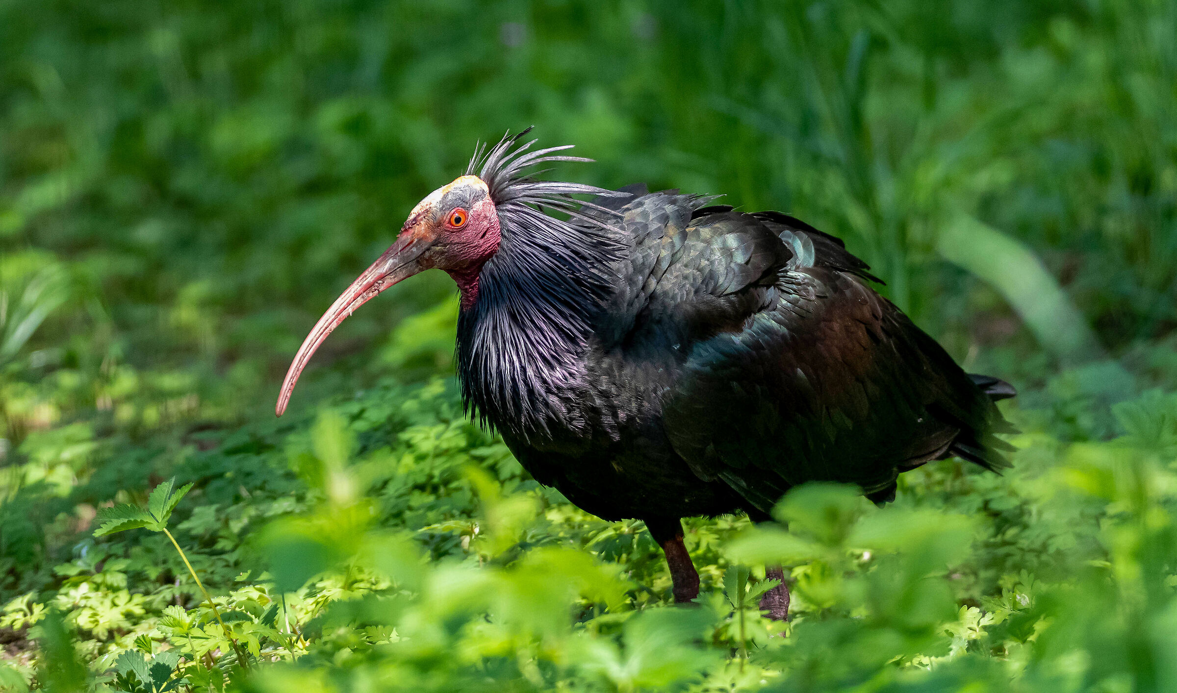 Ibis eremita