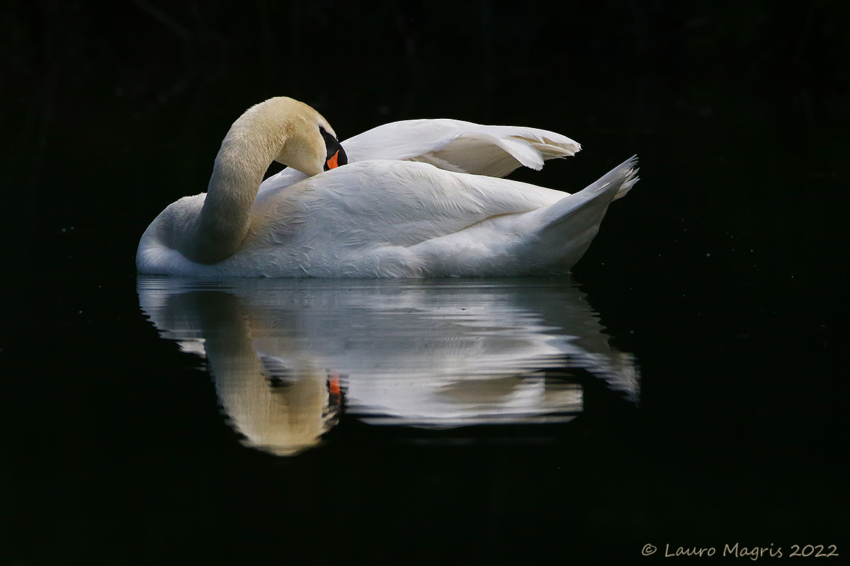 L'eleganza del cigno