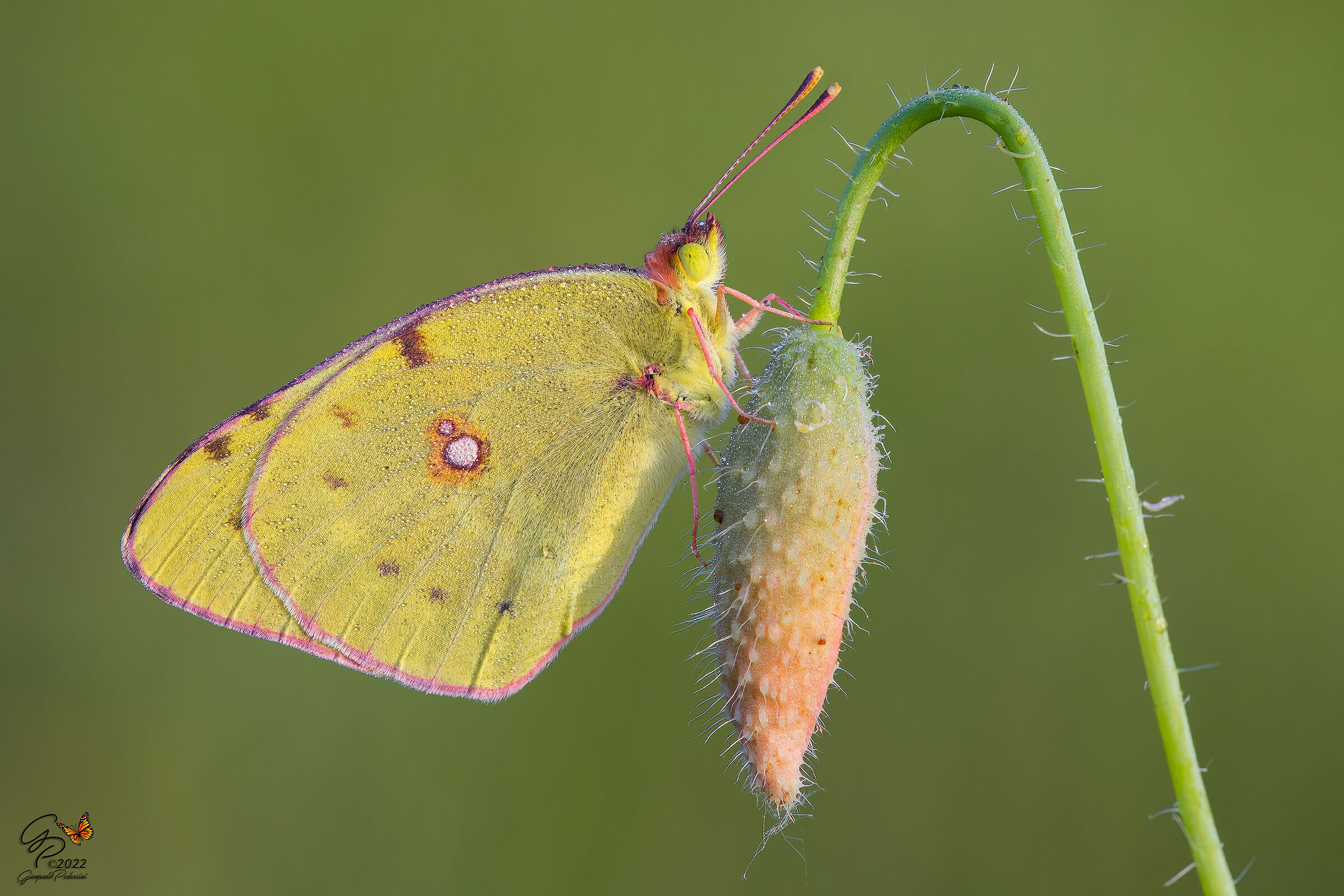 Colias crocea