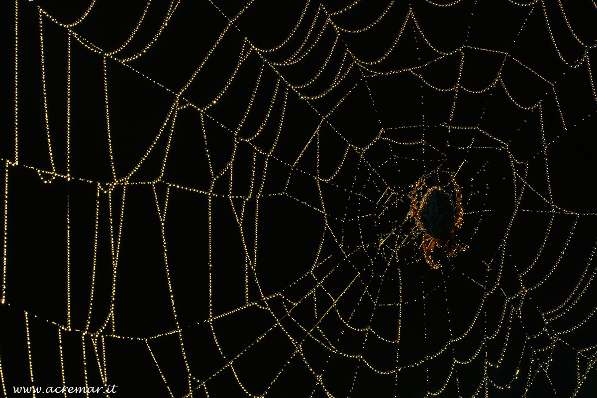 #Arachnida Ragnatela