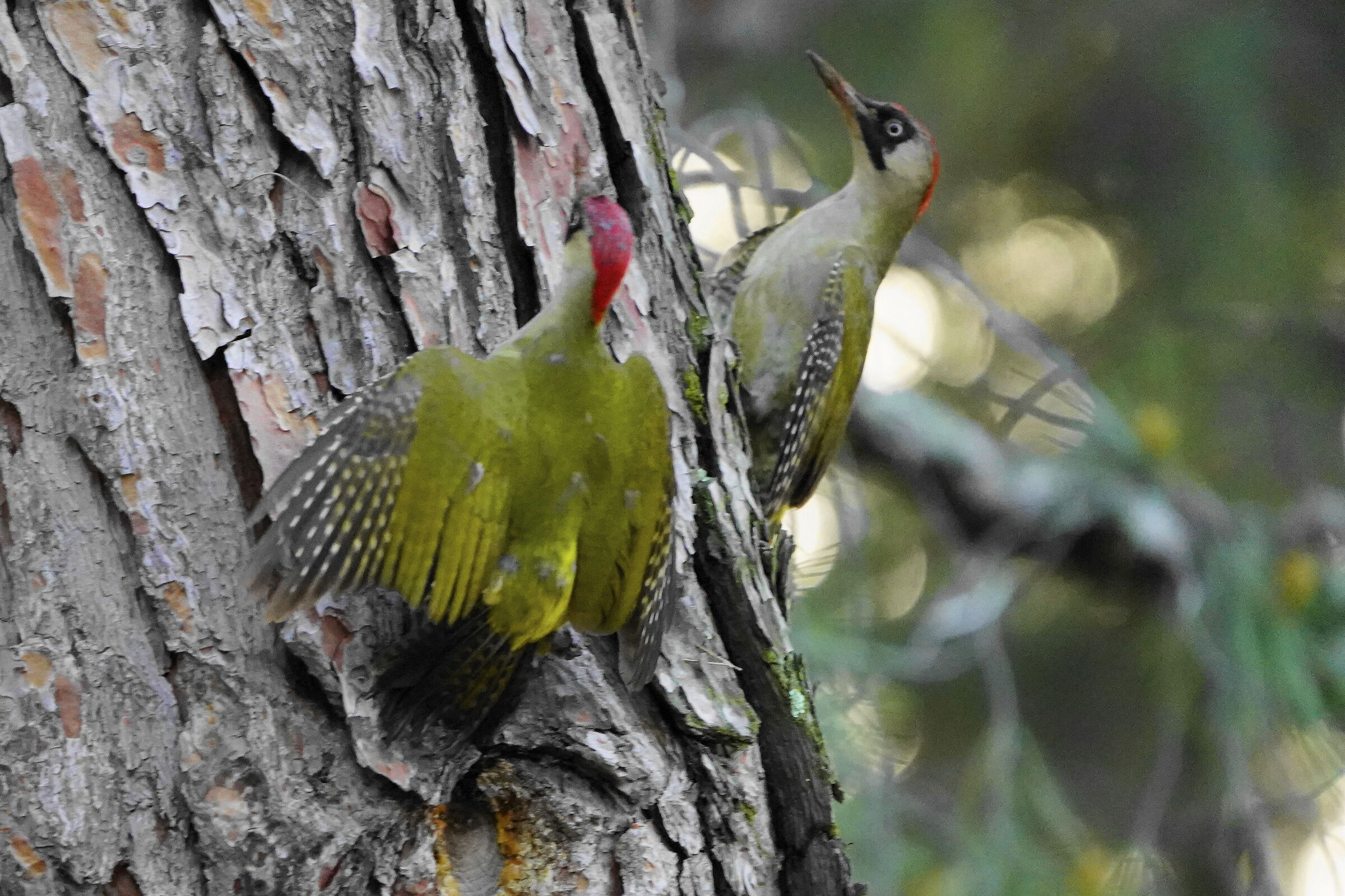 picchio verde - coppia