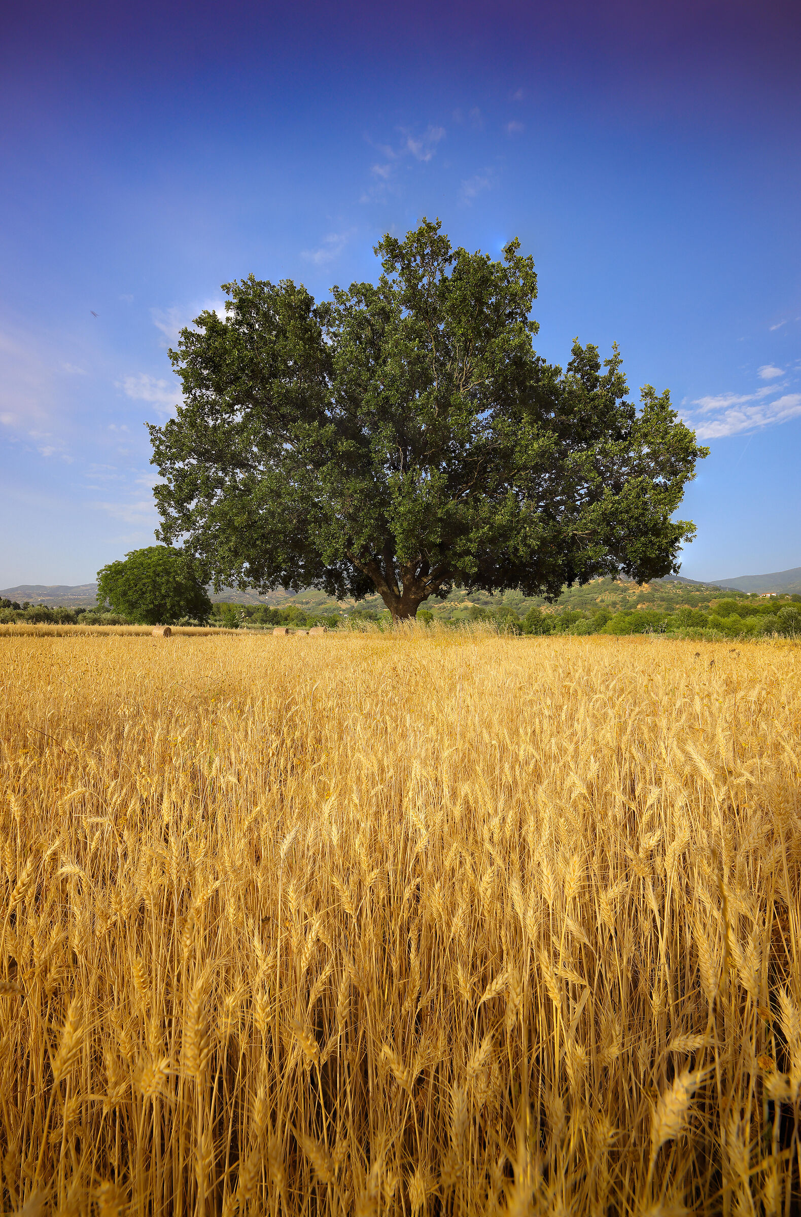 La quercia ed il grano.