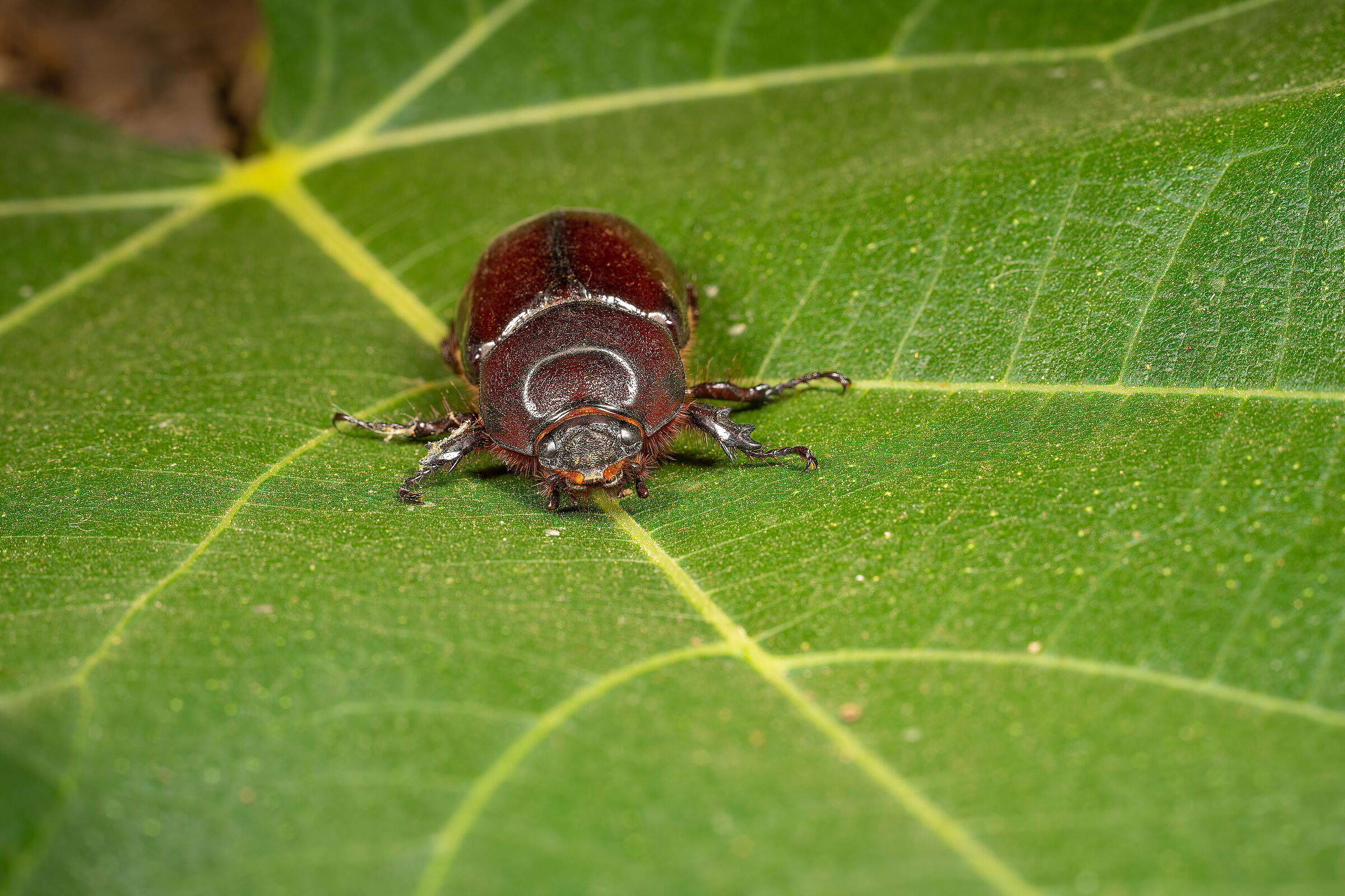 Scarabeo rinoceronte femmina