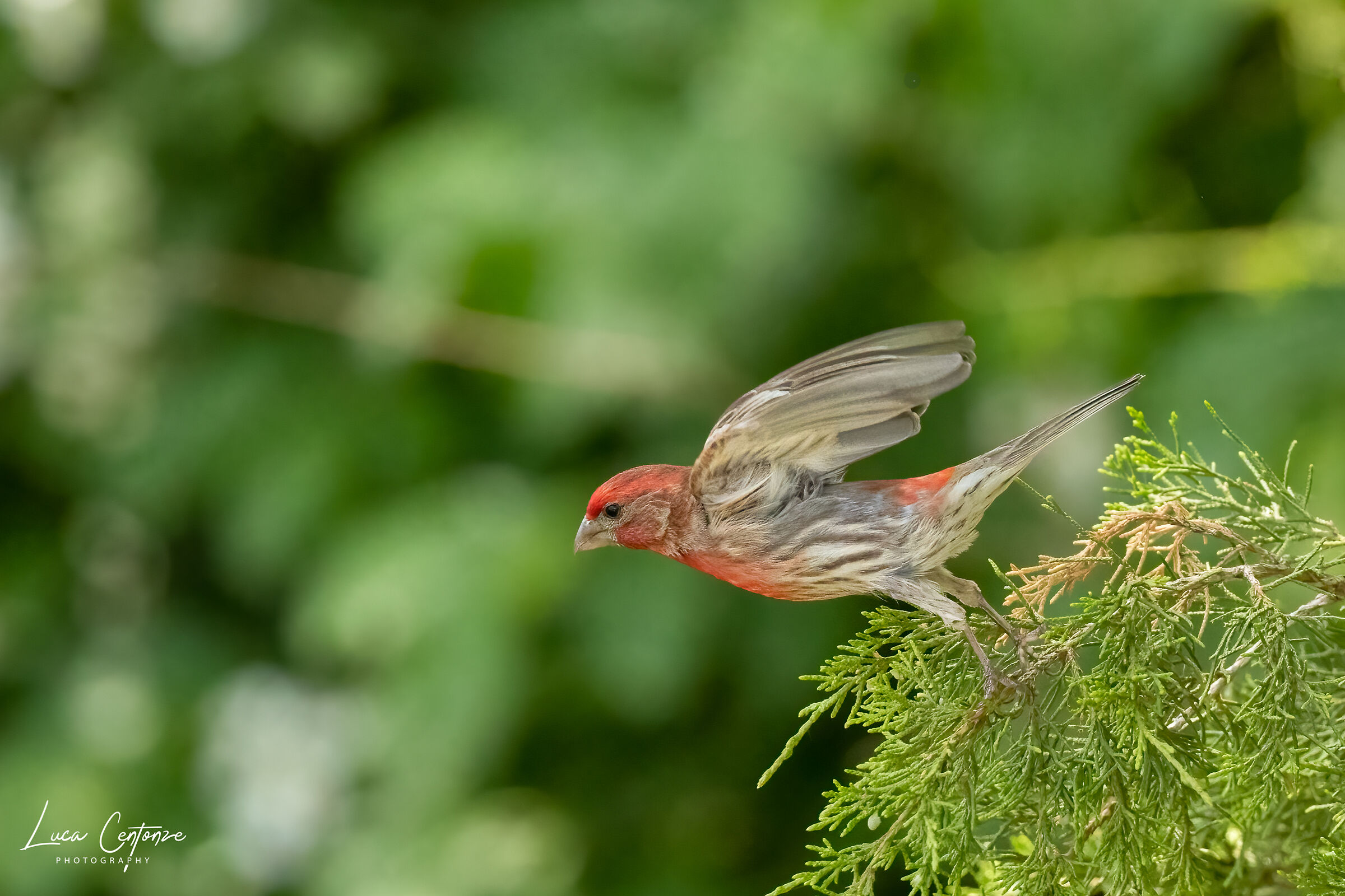 House Finch (Haemorhous mexicanus)