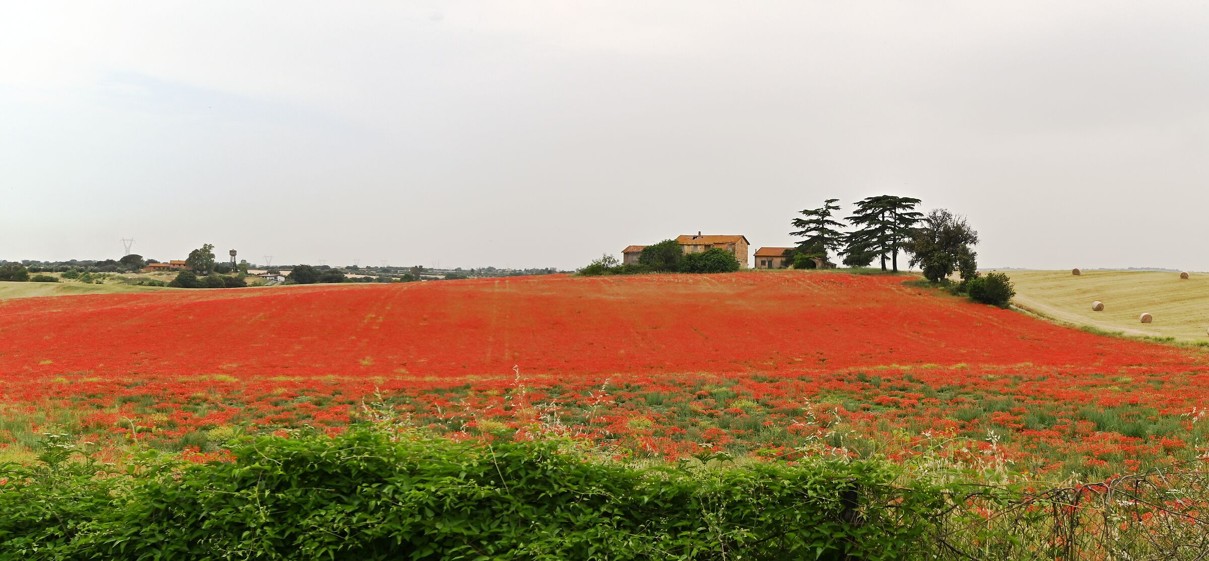 Poppy Explosion