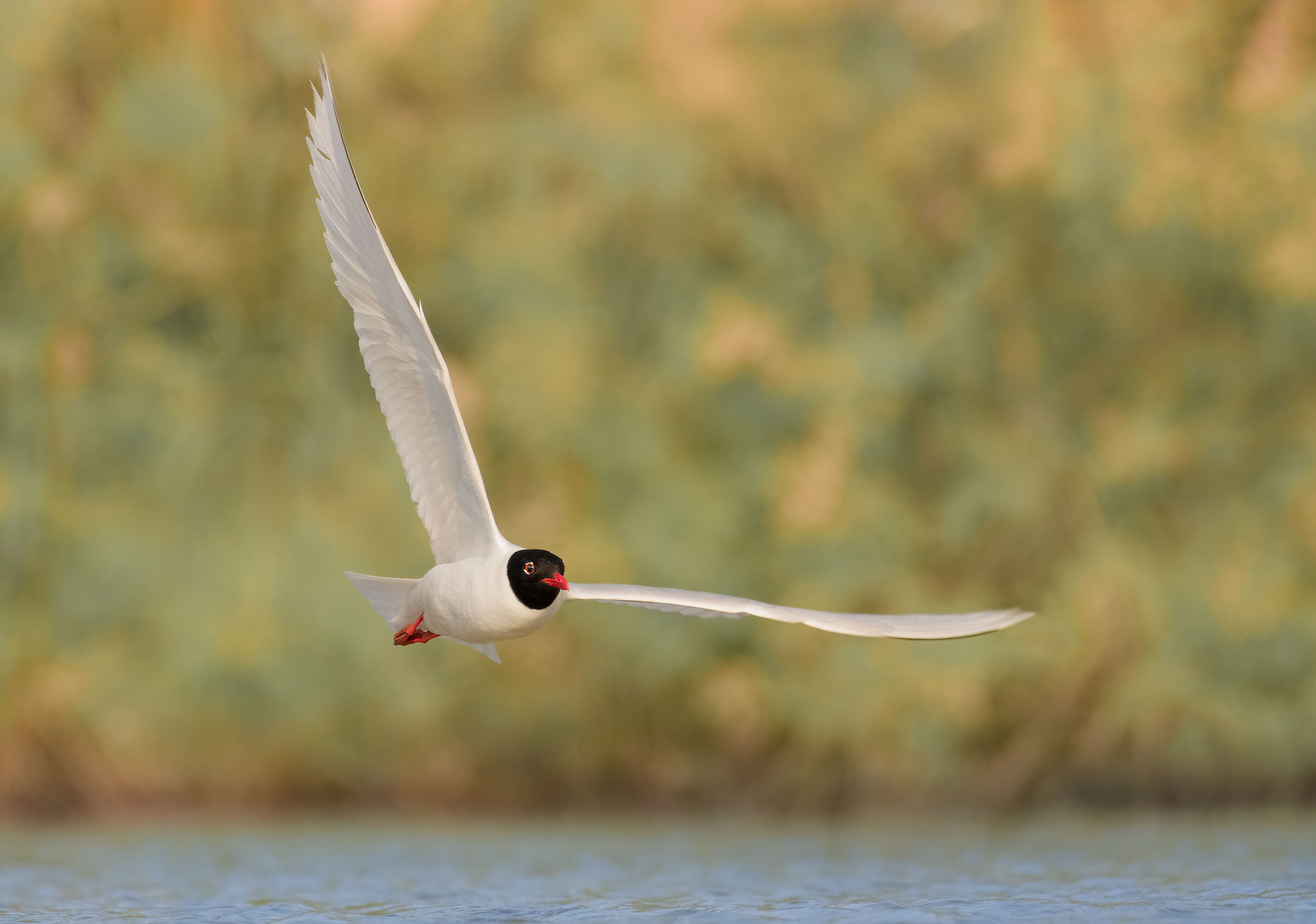 Mediterranean gull