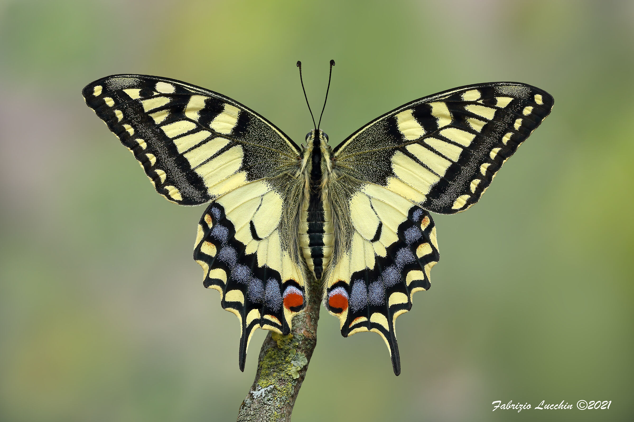 Papilio machaon