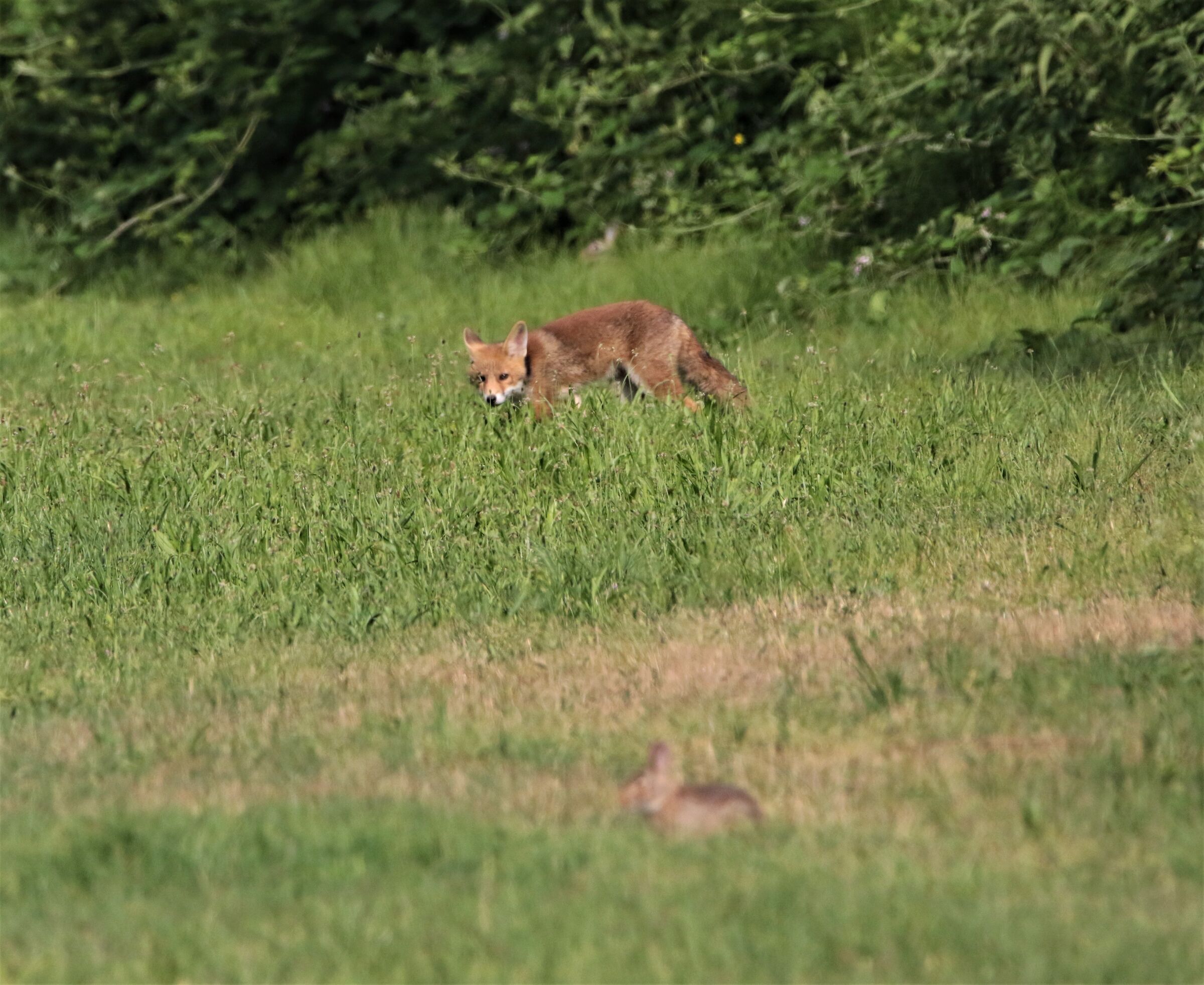 l'importante è non essere volpe ,l'importante...