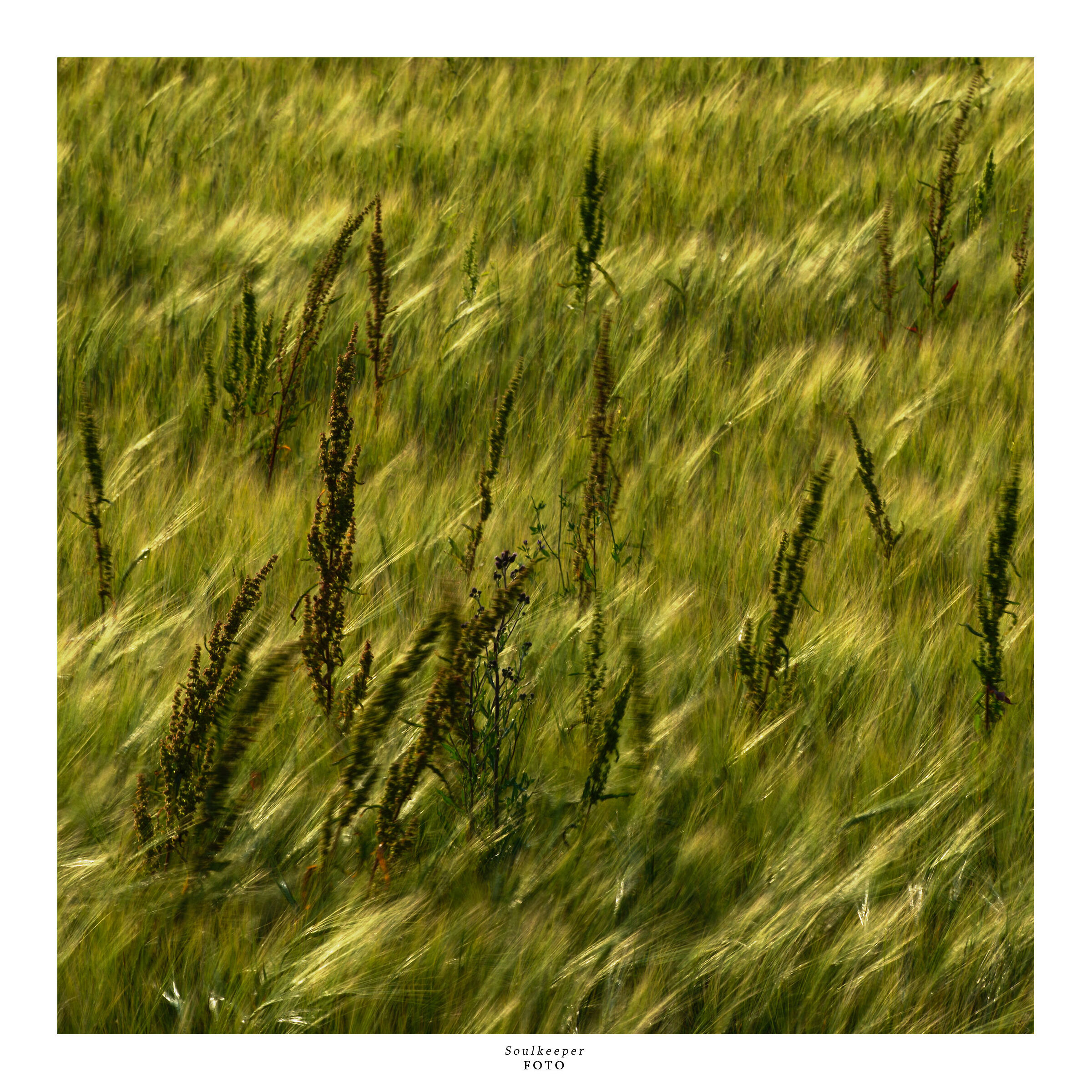 Impressions of June.