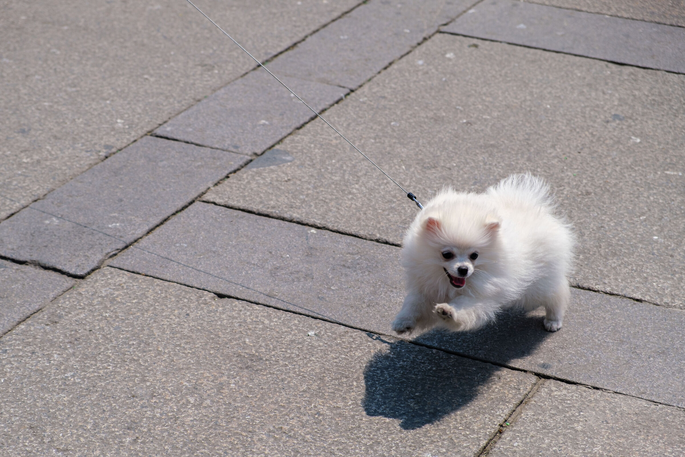 Little dog in the Duomo