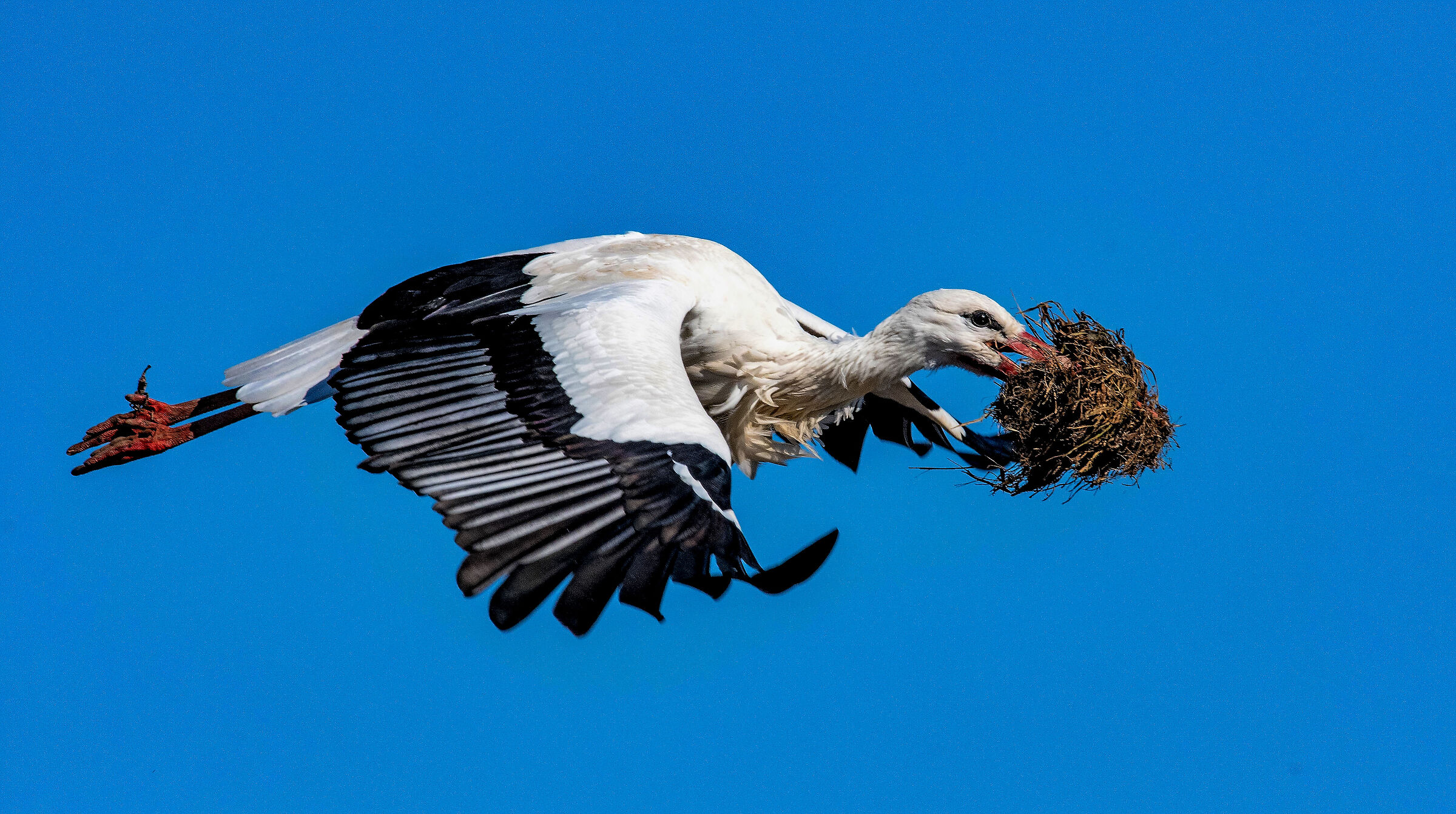 Cicogna bianca in volo