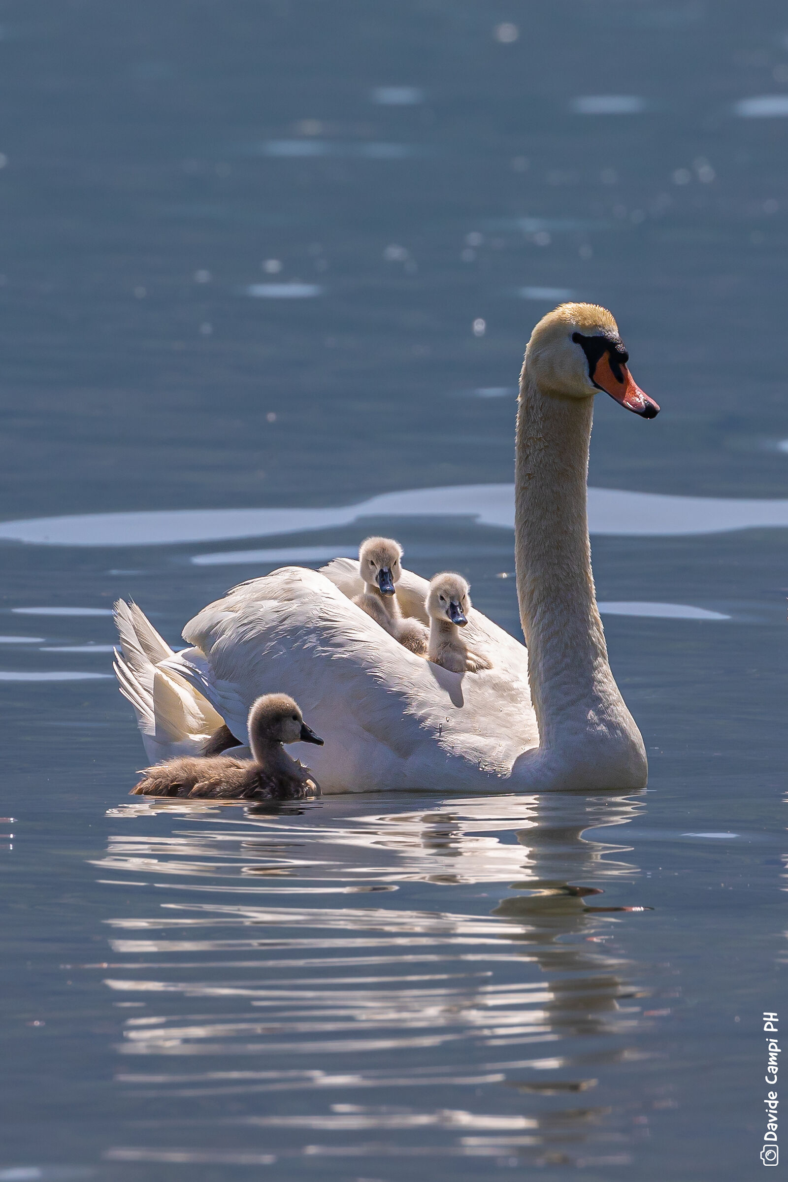 Cigno con pulcini