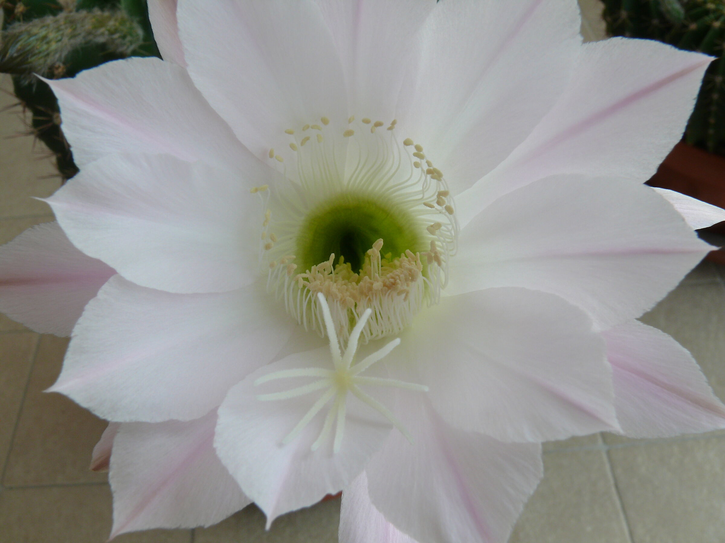 Il Cuscino della Suocera